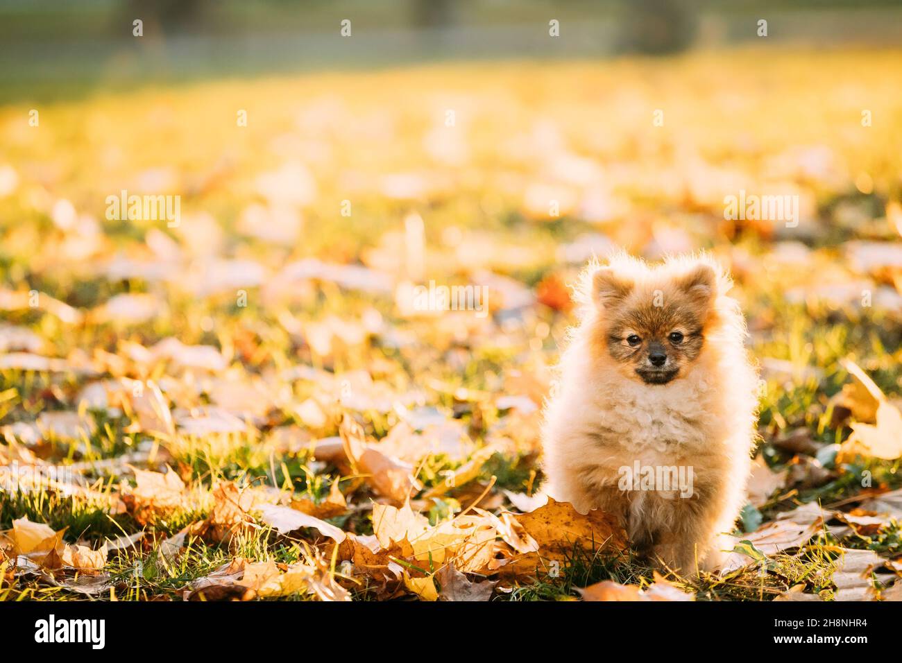 Jeune chiot rouge Spitz Pomeranian Chiot Chien posant dehors dans l'herbe d'automne Banque D'Images