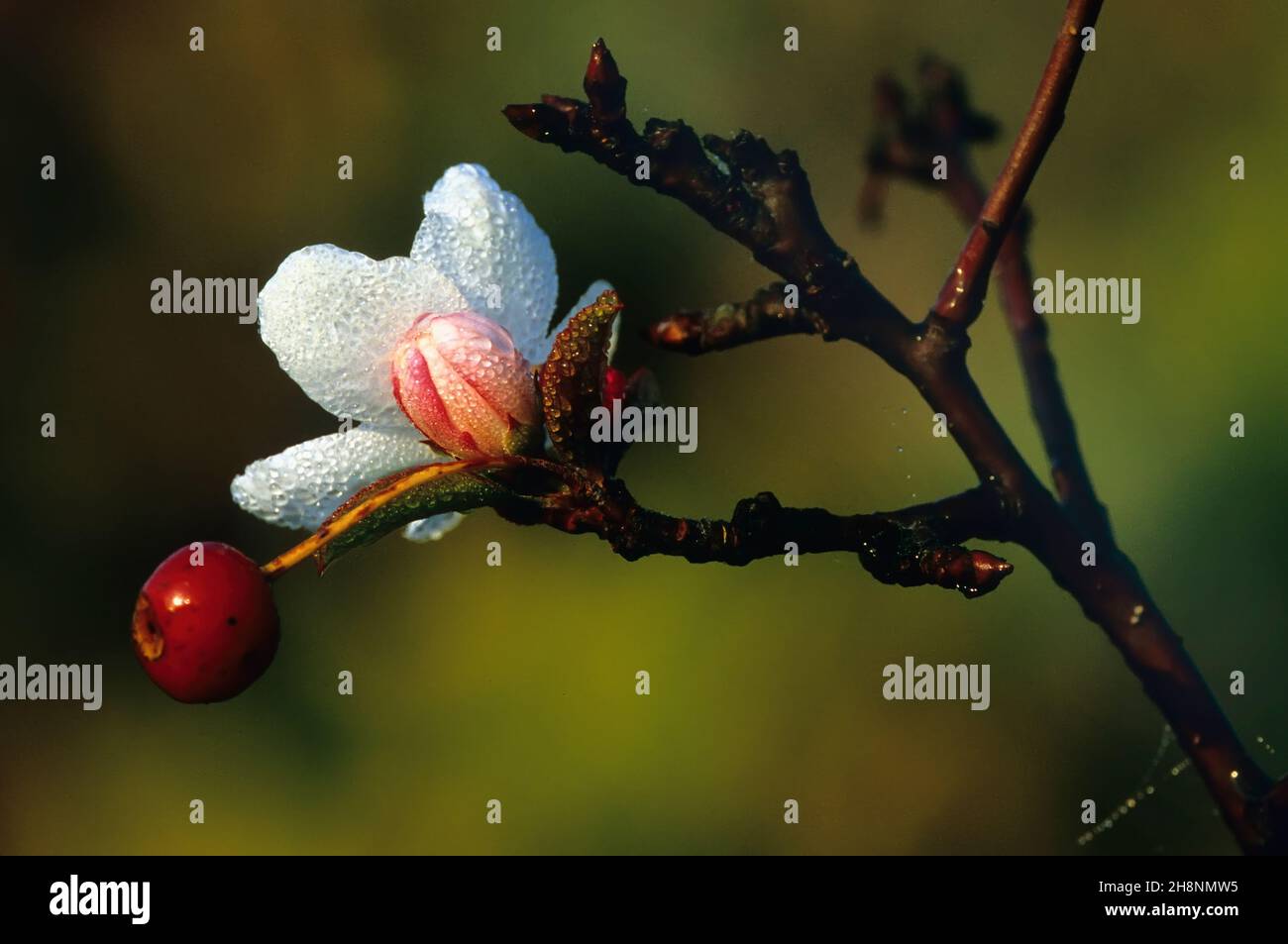 Pomme de crabe.Jamaica Bay NWR, Gateway NRA, New York.Un temps exceptionnellement doux à la fin de l'automne a provoqué la floraison de la branche d'écrevisses Banque D'Images