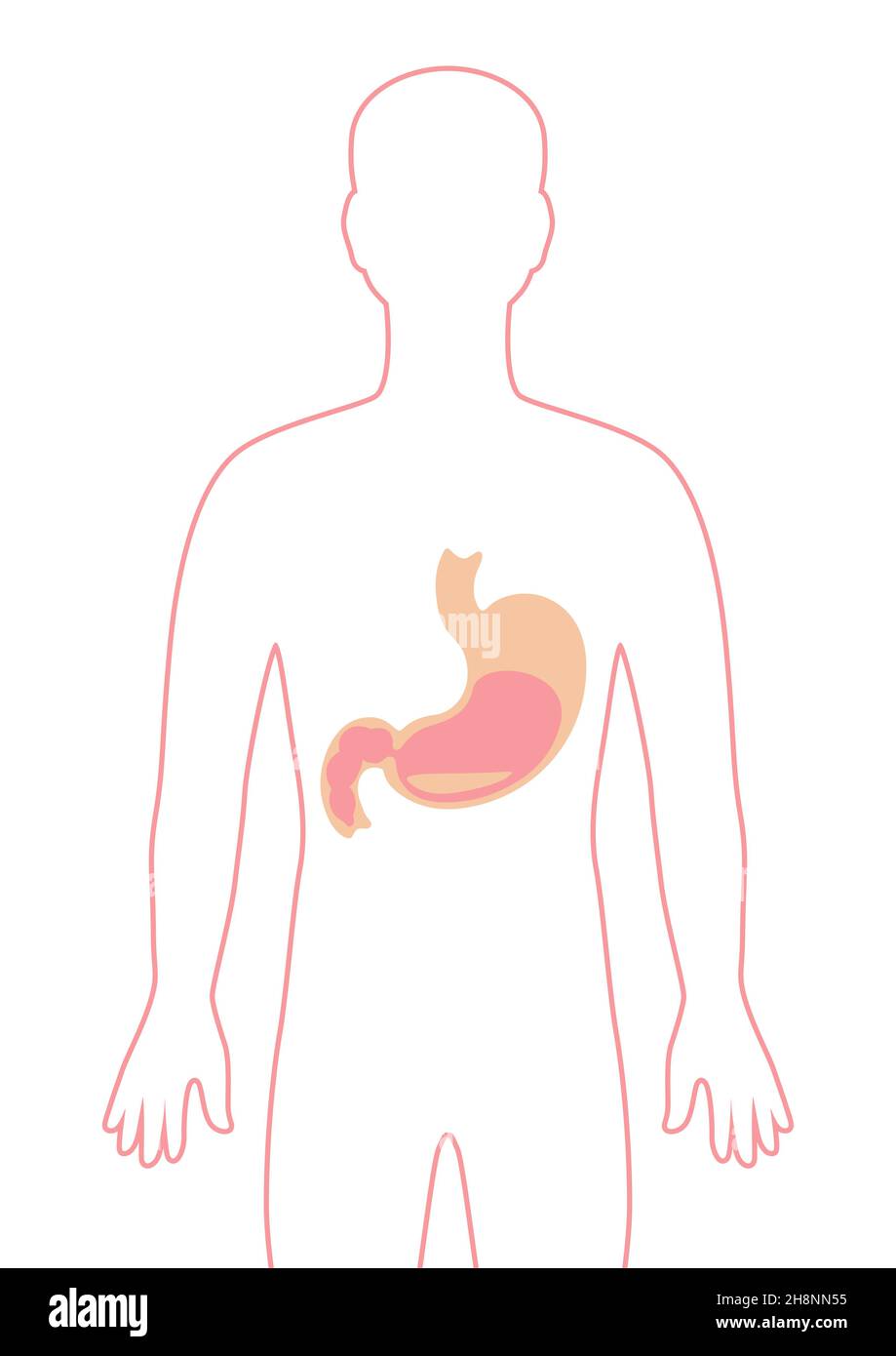 Illustration avec organe interne de l'estomac.Anatomie du corps humain.Soins de santé et image médicale. Illustration de Vecteur