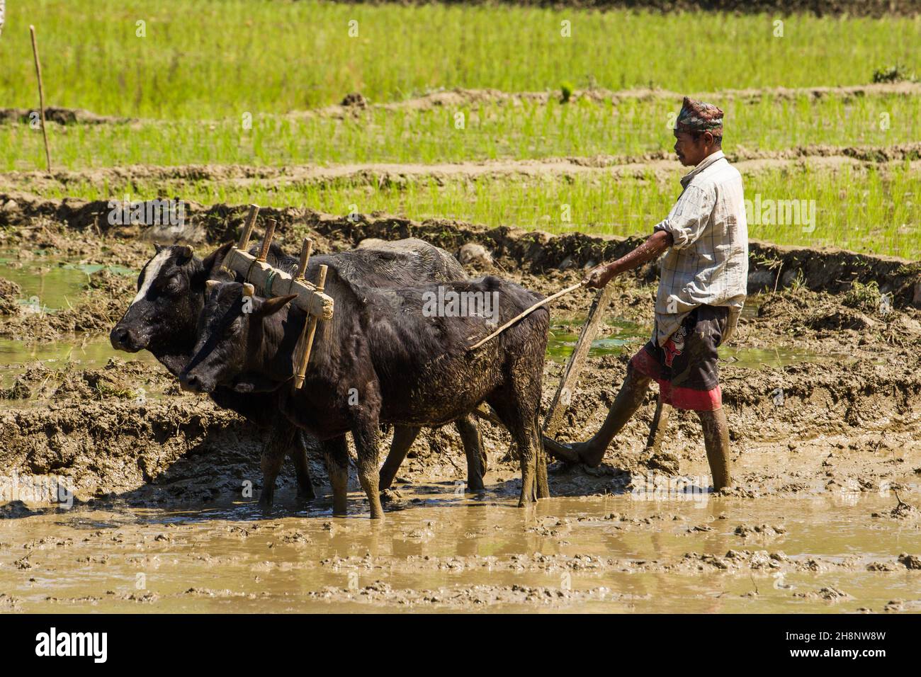 Un agriculteur népalais pante un riz boueux avec une équipe de boeufs et une charrue en bois dans le centre du Népal. Banque D'Images
