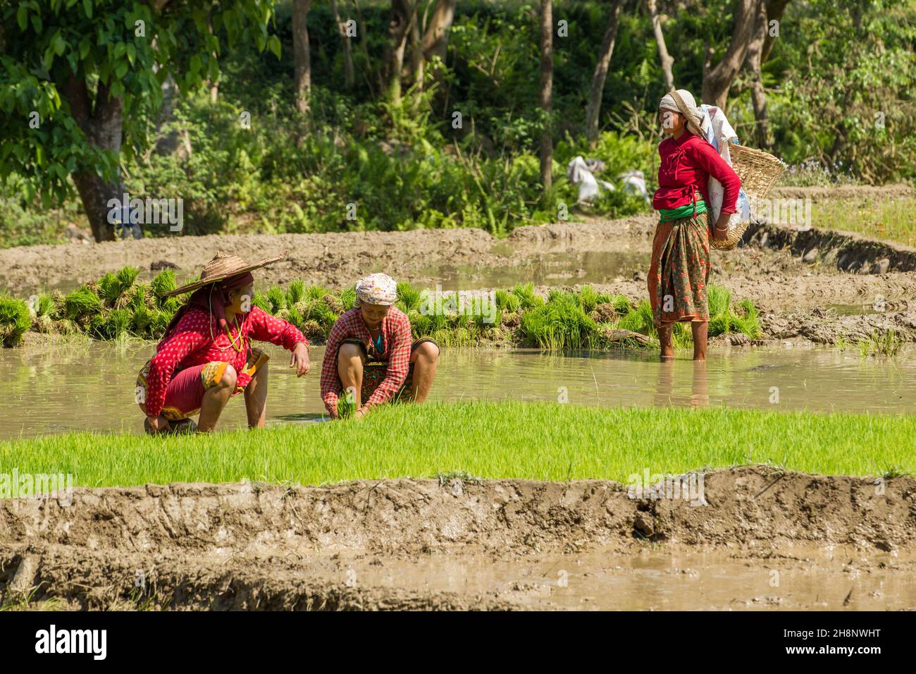 Trois femmes népalaises en robe traditionnelle rassemblant des touffes de plantules de riz pour la transplantation.Népal. Banque D'Images