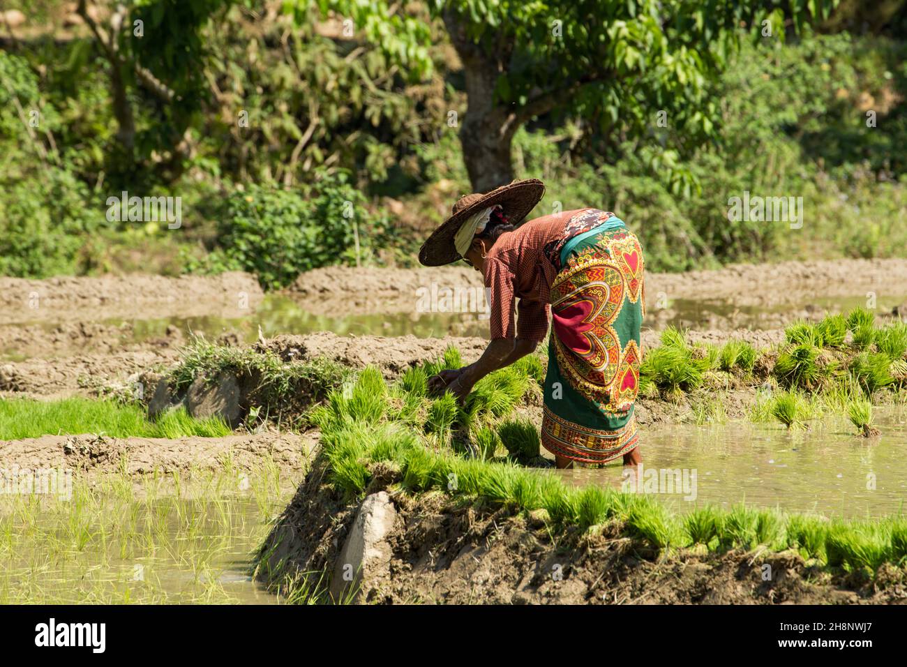 Une femme népalaise en robe traditionnelle rassemblant des touffes de plantules de riz pour la transplantation.Népal. Banque D'Images