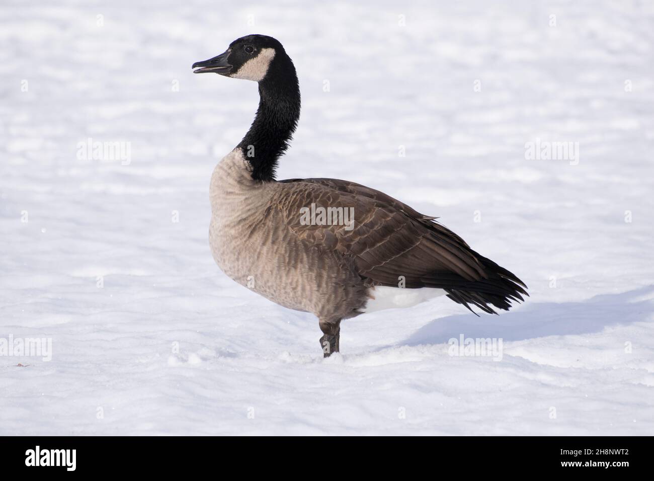 OIE canadienne dans la neige Banque D'Images