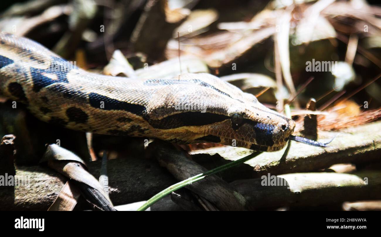 Boa constrictor Banque D'Images