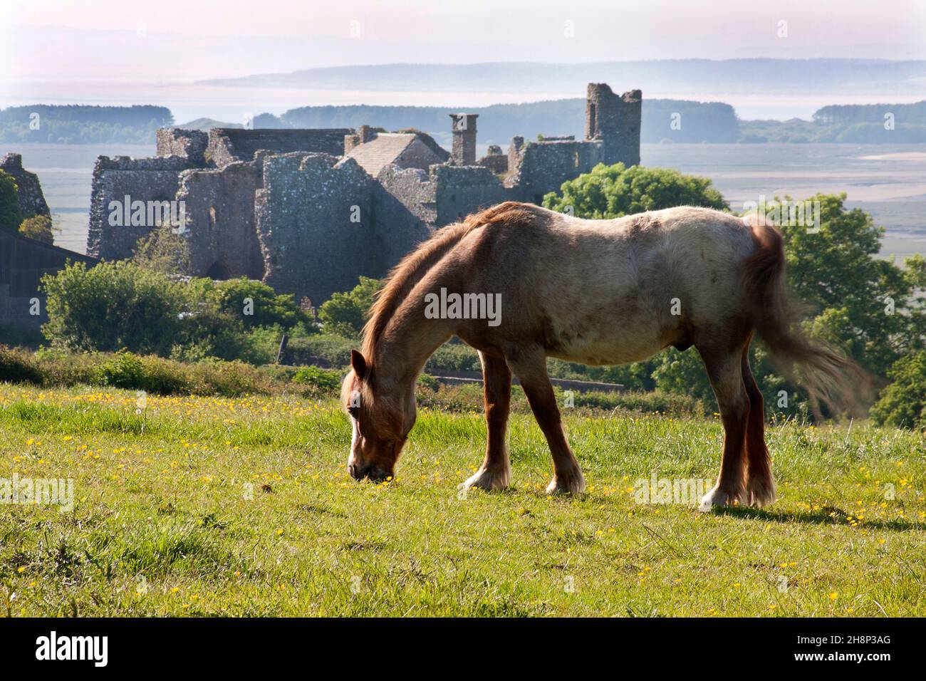 Pâturage des chevaux dans le champ, Château de Meobley, péninsule de Gower, Glamourgan, pays de Galles du Sud Banque D'Images
