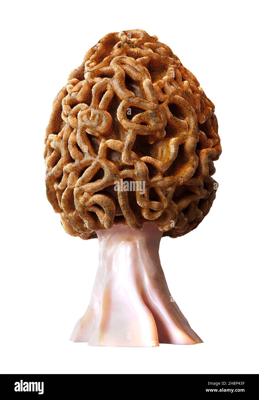 champignon morel isolé sur fond blanc Banque D'Images