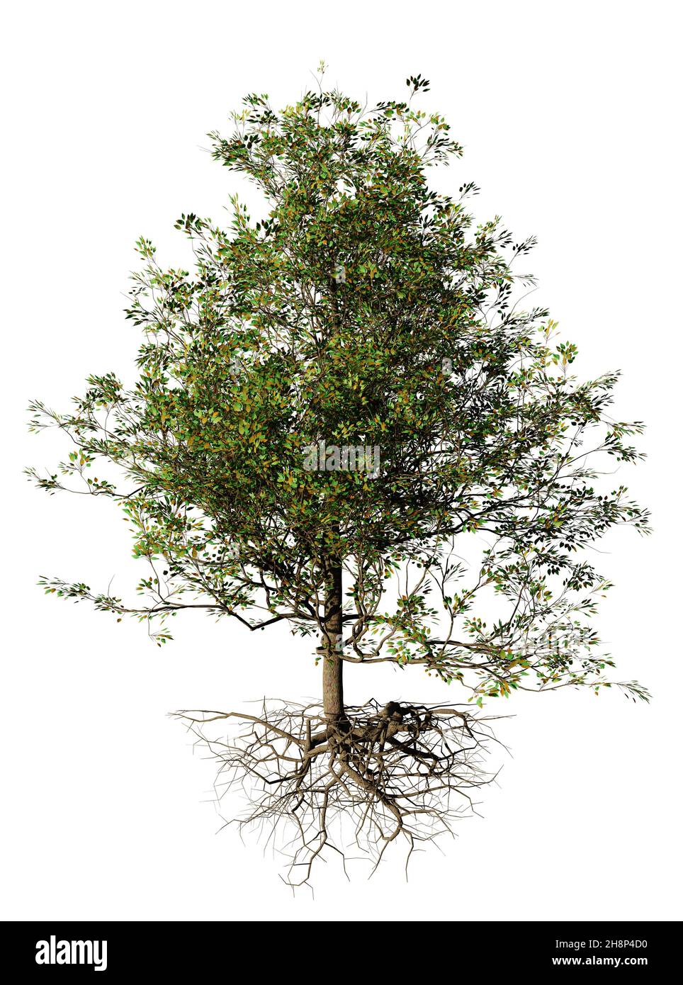 arbre broussaillé avec racines, isolé sur fond blanc Banque D'Images