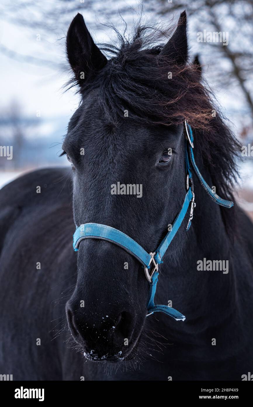 Portrait d'un cheval de Frise en hiver. Banque D'Images