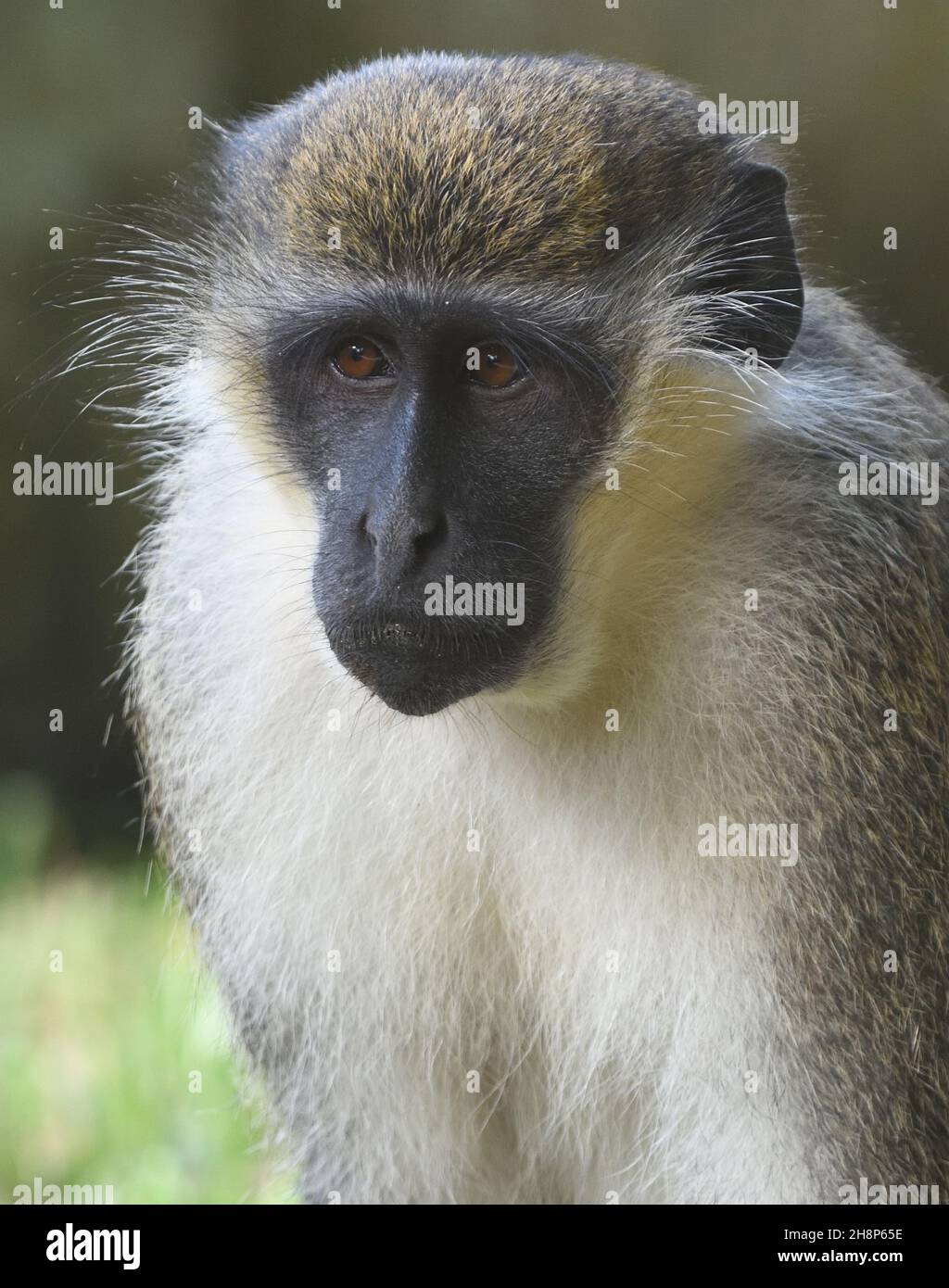 Portrait d'un singe vert ou d'un singe callithix (Chlorocebus sabaeus), également connu sous le nom de singe sabaeus.Kotu, la République de Gambie. Banque D'Images