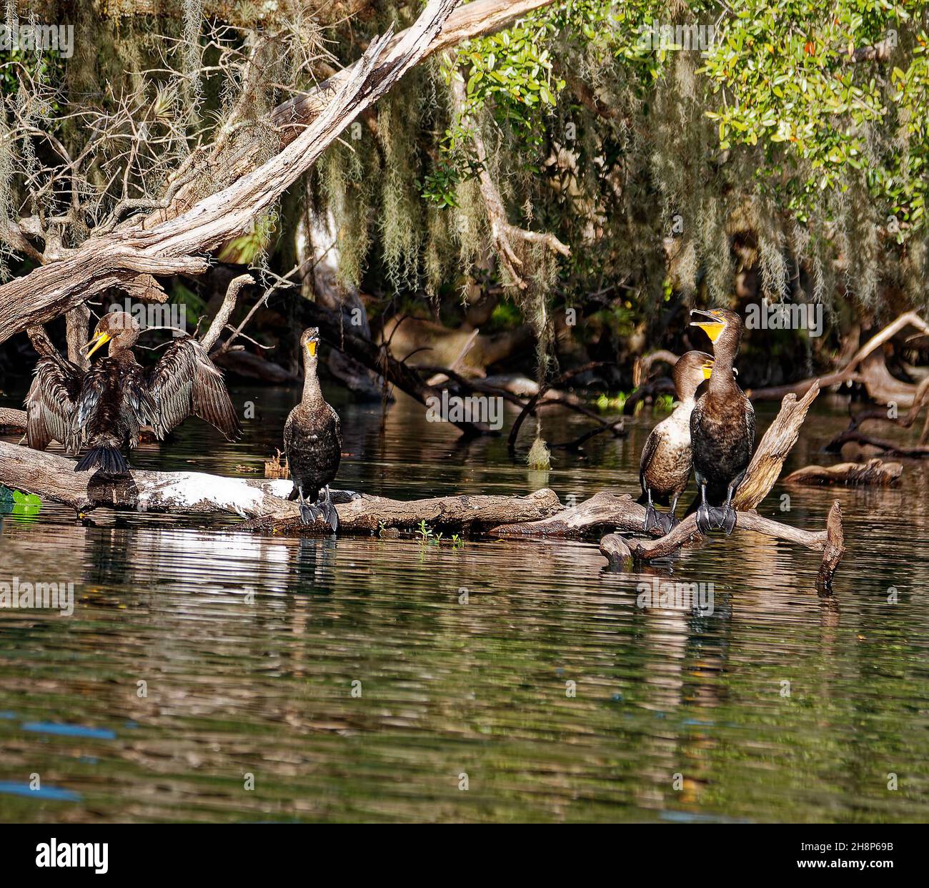 Quatre cormorans à double Crested; assis sur une bûche, dans l'eau, Phalacrocorax; animaux;Oiseaux; faune, parc régional Blue Spring; Floride; Orange City; FL; a Banque D'Images