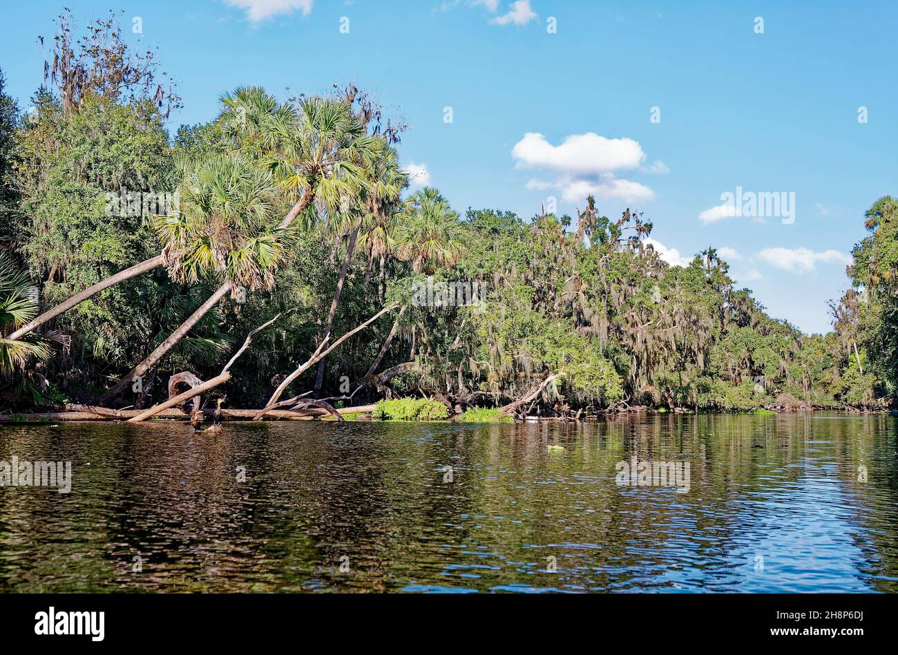 Scène de rivière, eau, réflexions, arbres drapés de mousse espagnole, nature, tranquille, paisible, rivière St Johns,Parc régional Blue Spring ; Floride ; Orange Banque D'Images