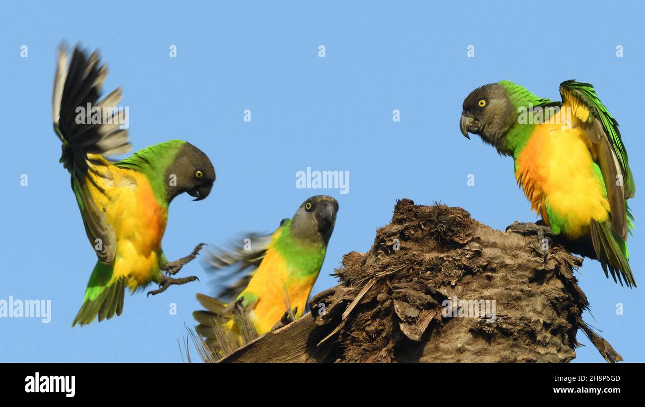 Un groupe de perroquets du Sénégal (Poicephalus senegalus) communique bruyamment sur un palmier mort.Kotu, la République de Gambie. Banque D'Images