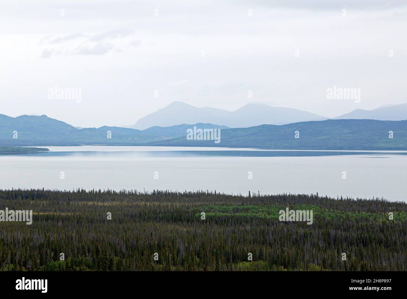 Forêt par Dezadeash Lake au Yukon, Canada.Le lac borde le parc national et la réserve Kluane. Banque D'Images
