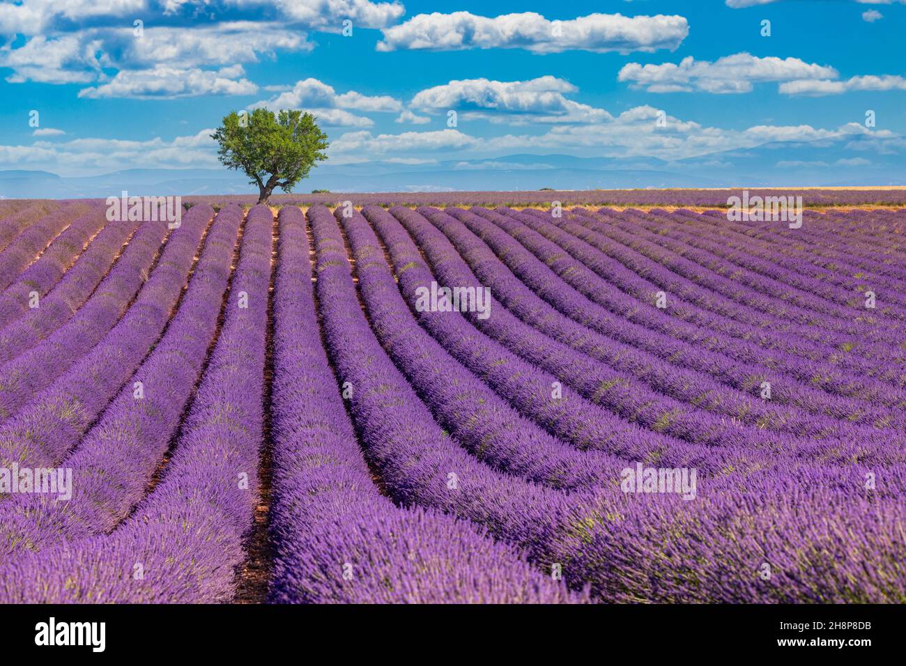 Paysage d'été panoramique ensoleillé de lavande près de Valensole Provence, France. Paysage naturel époustouflant avec champ de lavande sous ciel bleu nuageux Banque D'Images