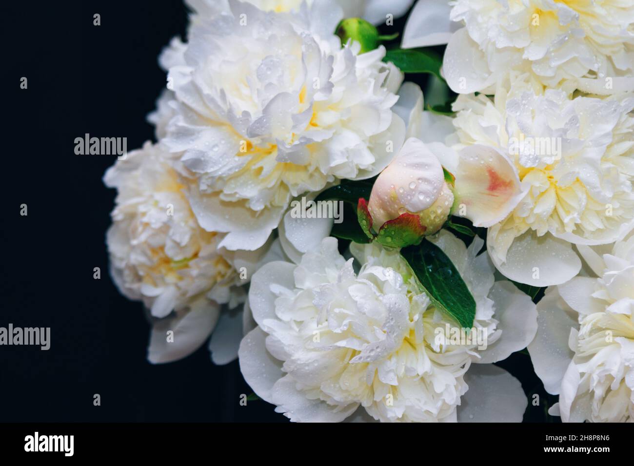 Magnifique bouquet de fleurs de pivoine blanches avec gouttes d'eau sur les pétales dans un vase en verre à fond sombre Banque D'Images
