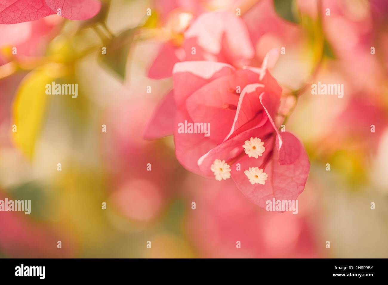 Fleur de bougainvilliers rose. Gros plan sur de belles fleurs de bougainvilliers roses. Fuchsia brillant pétales de couleur bokeh flou et fond naturel Banque D'Images