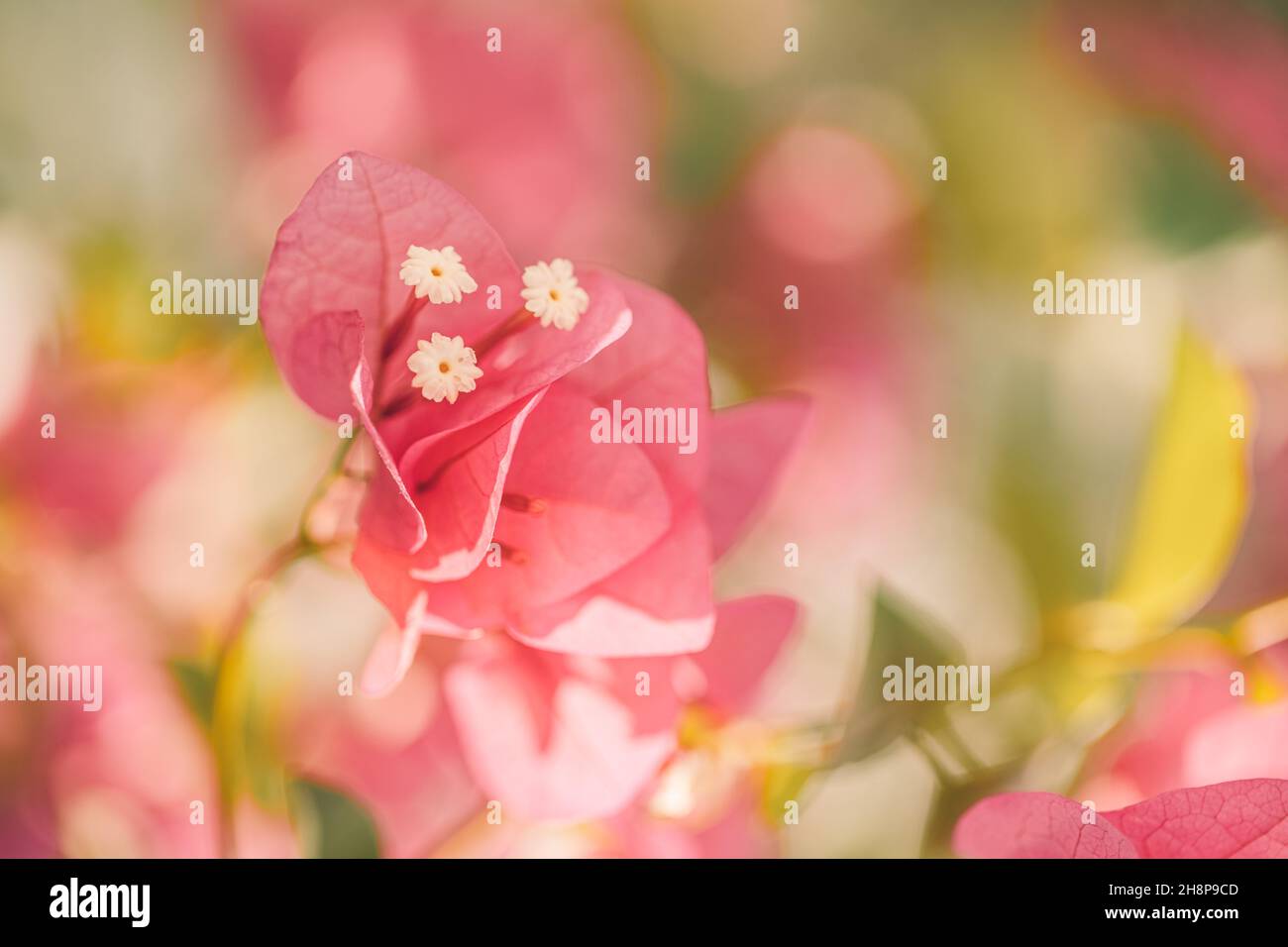 Fleur de bougainvilliers rose. Gros plan sur de belles fleurs de bougainvilliers roses. Fuchsia brillant pétales de couleur bokeh flou et fond naturel Banque D'Images