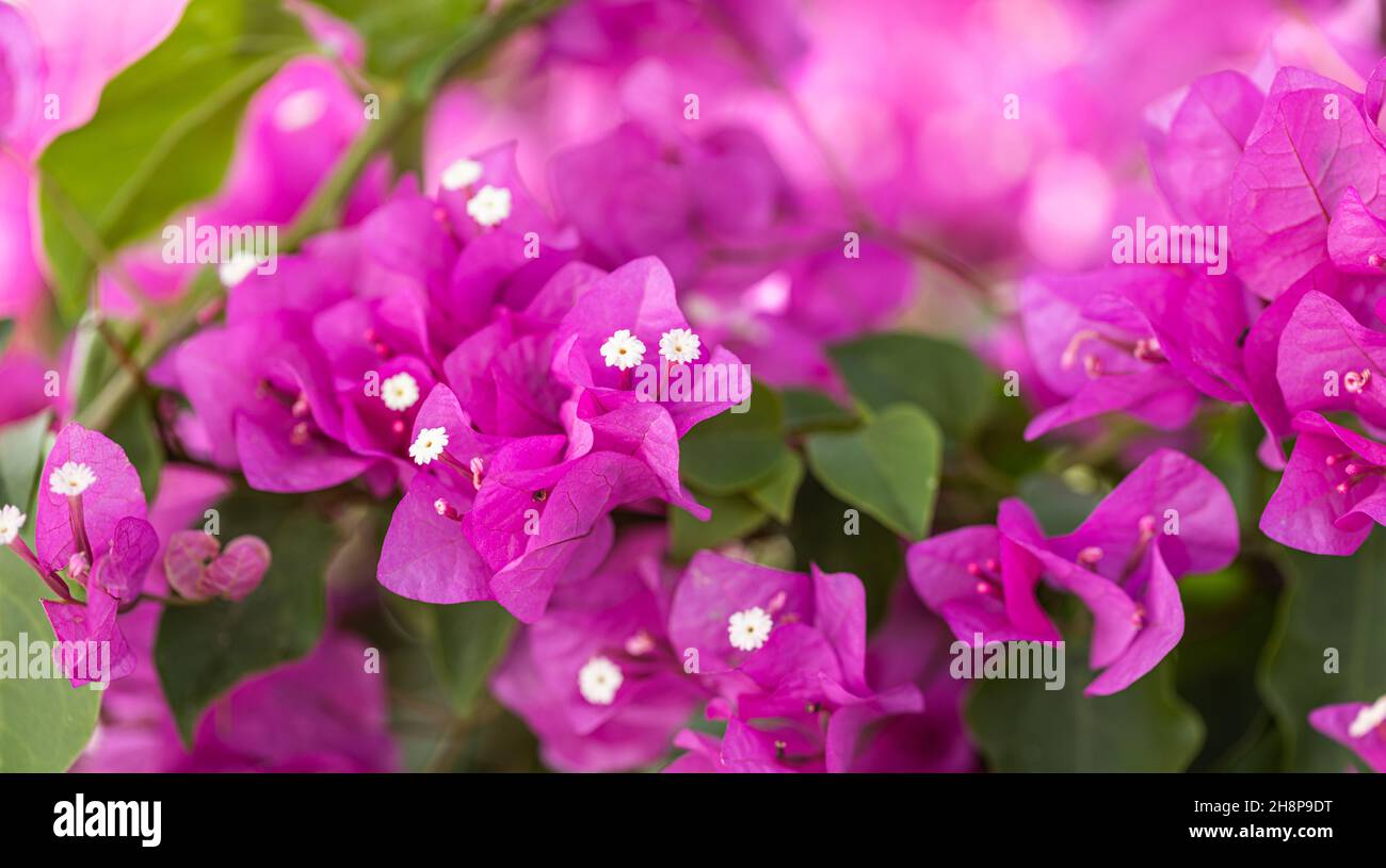 Fleur de bougainvilliers rose. Gros plan sur de belles fleurs de bougainvilliers roses. Fuchsia brillant pétales de couleur bokeh flou et fond naturel Banque D'Images