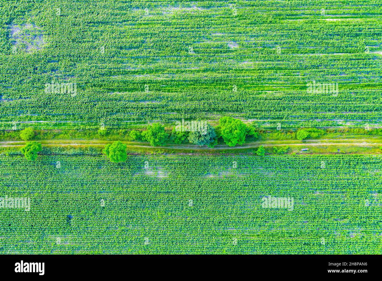 Formes géométriques abstraites de parcelles agricoles de différentes cultures, de couleurs jaune et verte. Vue aérienne prise de vue à partir d'un drone directement au-dessus du champ Banque D'Images