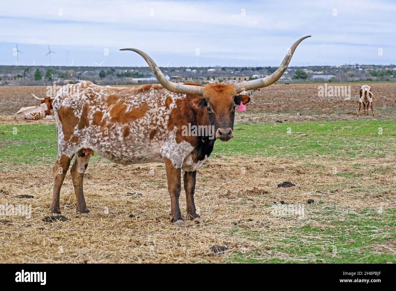 Texas Longhorn vaches dans le champ, race de bétail connu pour ses longues cornes caractéristiques, Texas, États-Unis / Etats-Unis Banque D'Images
