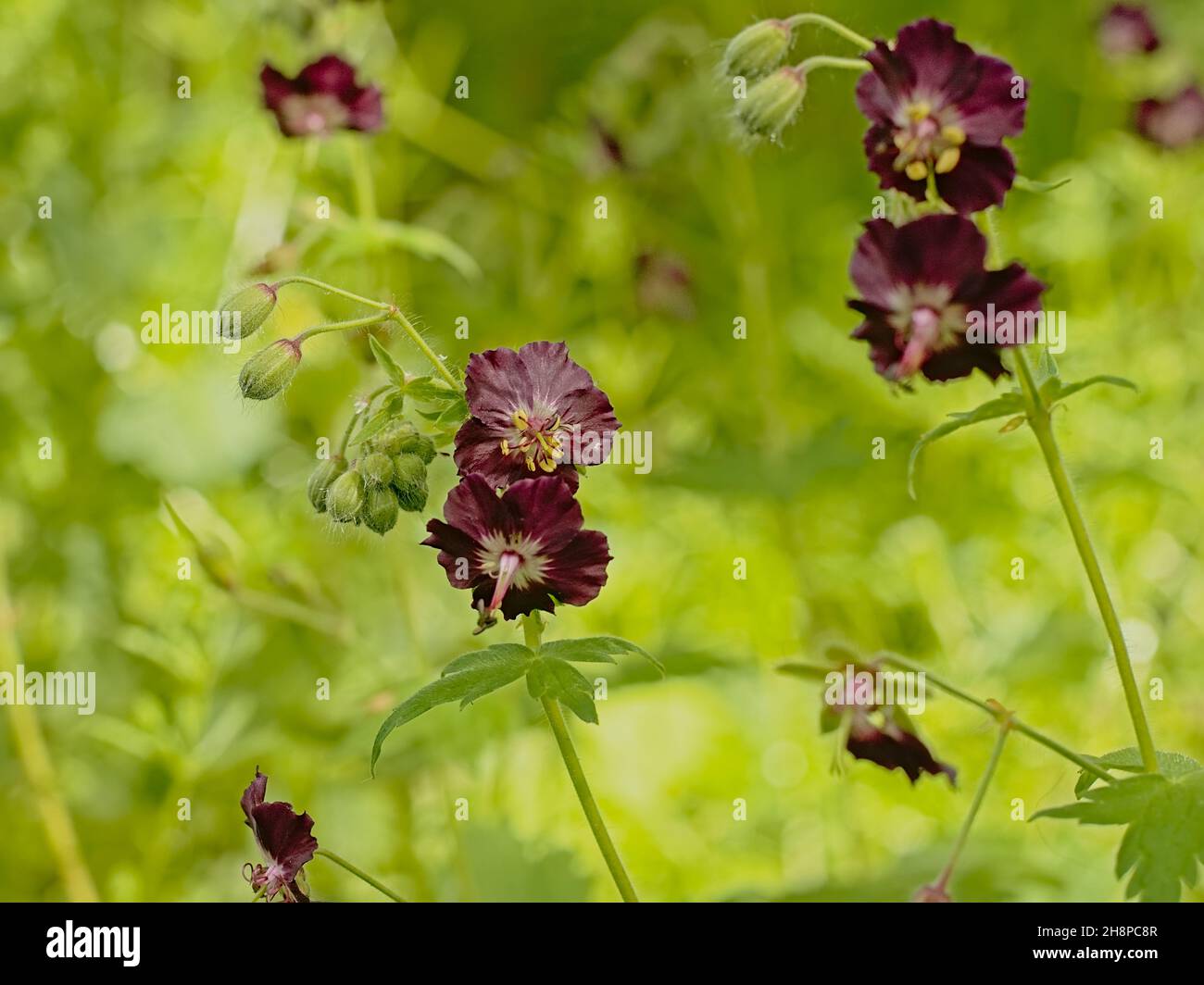 Boutons verts et fleurs de violet foncé d'une plante de cranesbill sombre dans le gaden, accent sélectif sur un fond de bokeh vert Banque D'Images