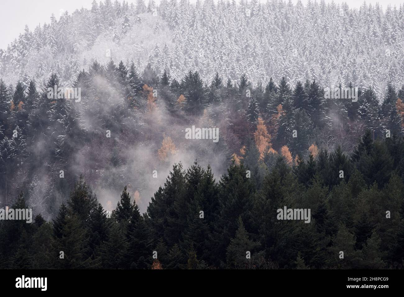 Neige sur les conifères de la Forêt-Noire par un jour brumeux, Geroldsau, Bade-Wurtemberg, Allemagne. Banque D'Images