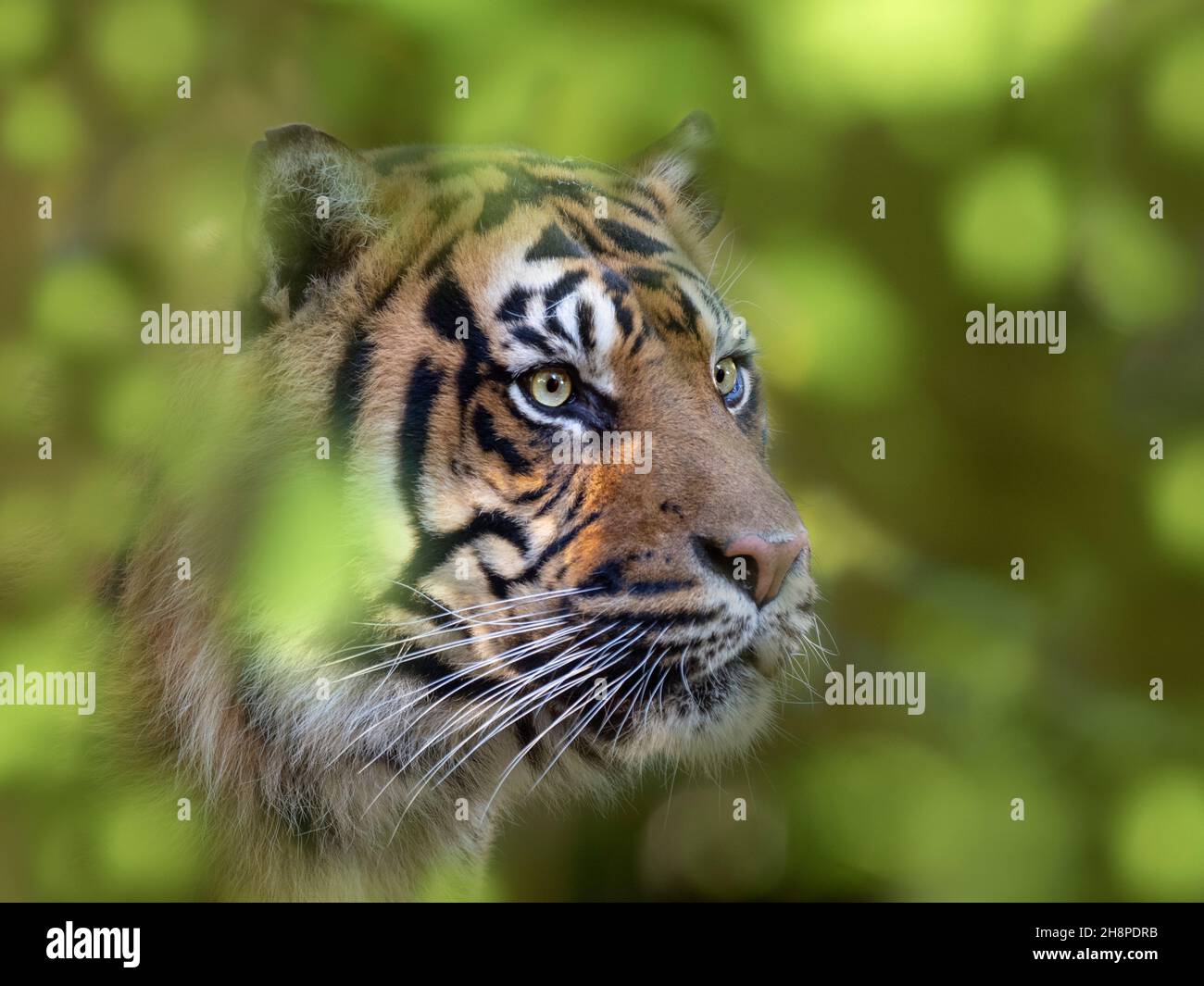 Sumatra tigre Panthera tigris sondaica Banque D'Images