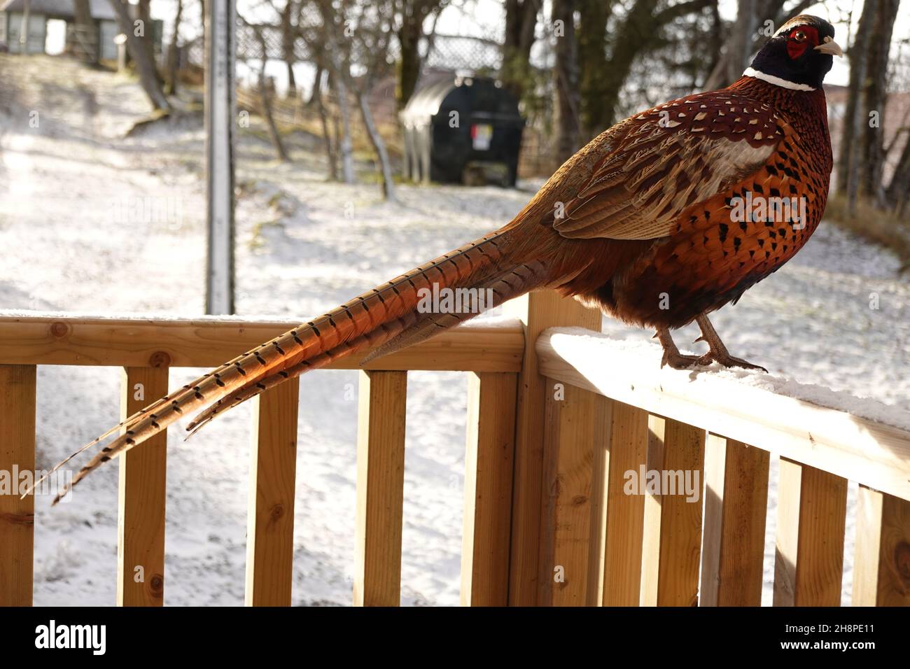 Faisan mâle (phasianus colchicus) avec son beau plumage sur fond blanc neigeux Banque D'Images