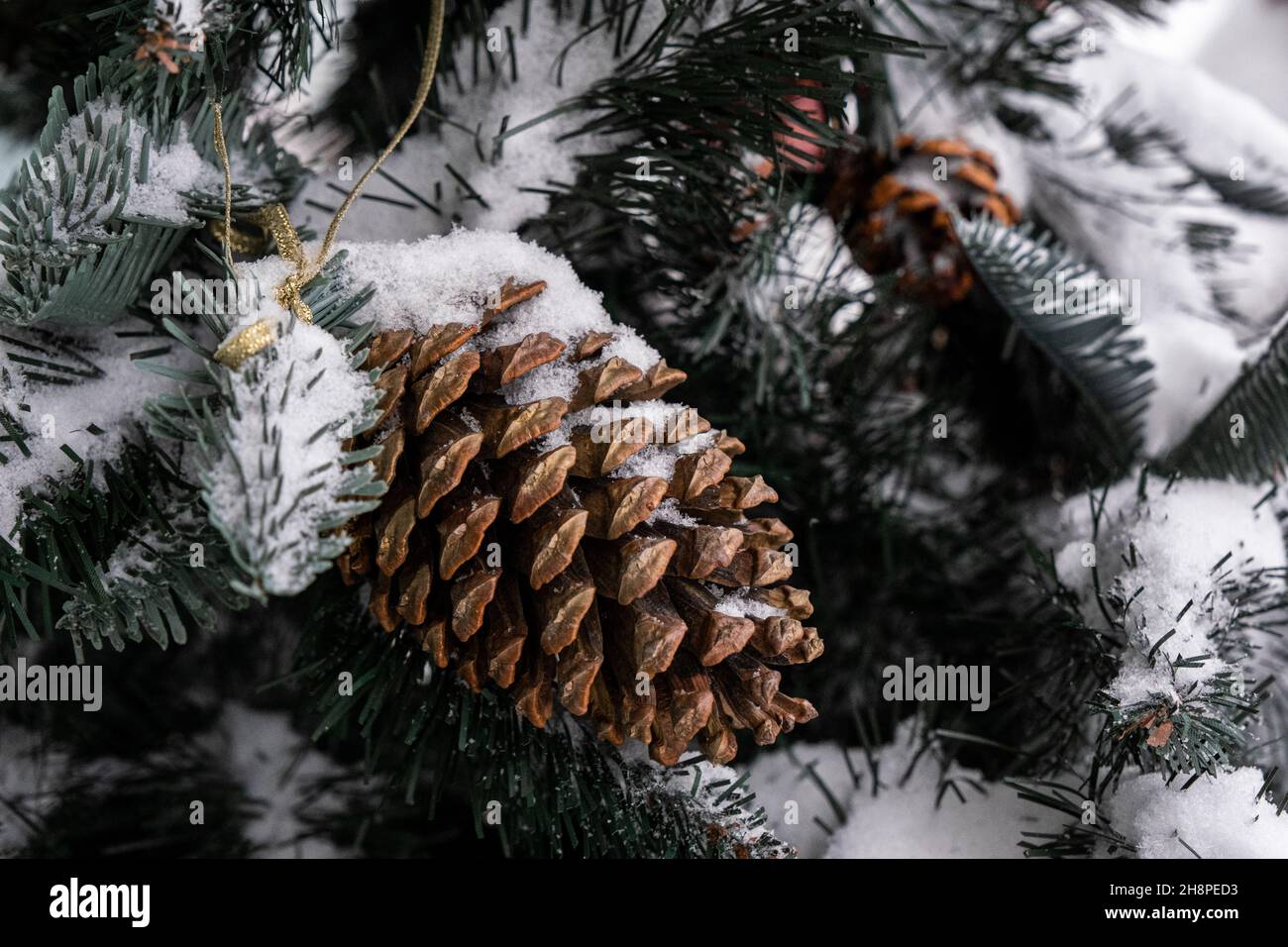 Un cône de cèdre de pin est suspendu d'un arbre de Noël vert, tous couverts de neige.Gros plan du cône. Banque D'Images