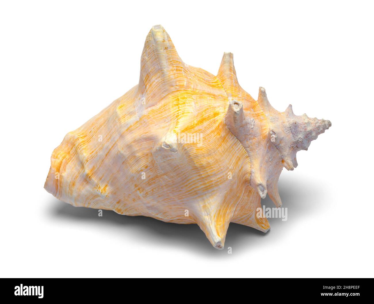 Orange Conch Shell découpé sur blanc. Banque D'Images