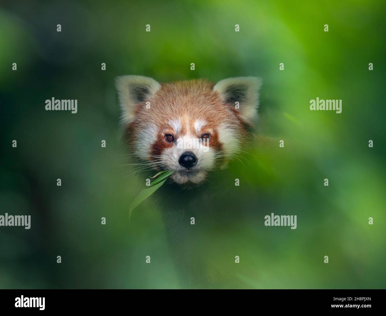 Panda rouge Ailurus fulgens manger du bambou Banque D'Images