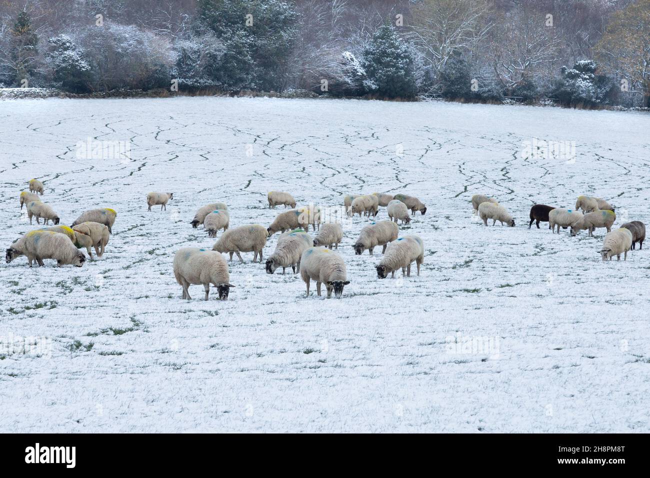 Moutons dans un champ couvert de neige sur une ferme du Yorkshire en Angleterre. Banque D'Images