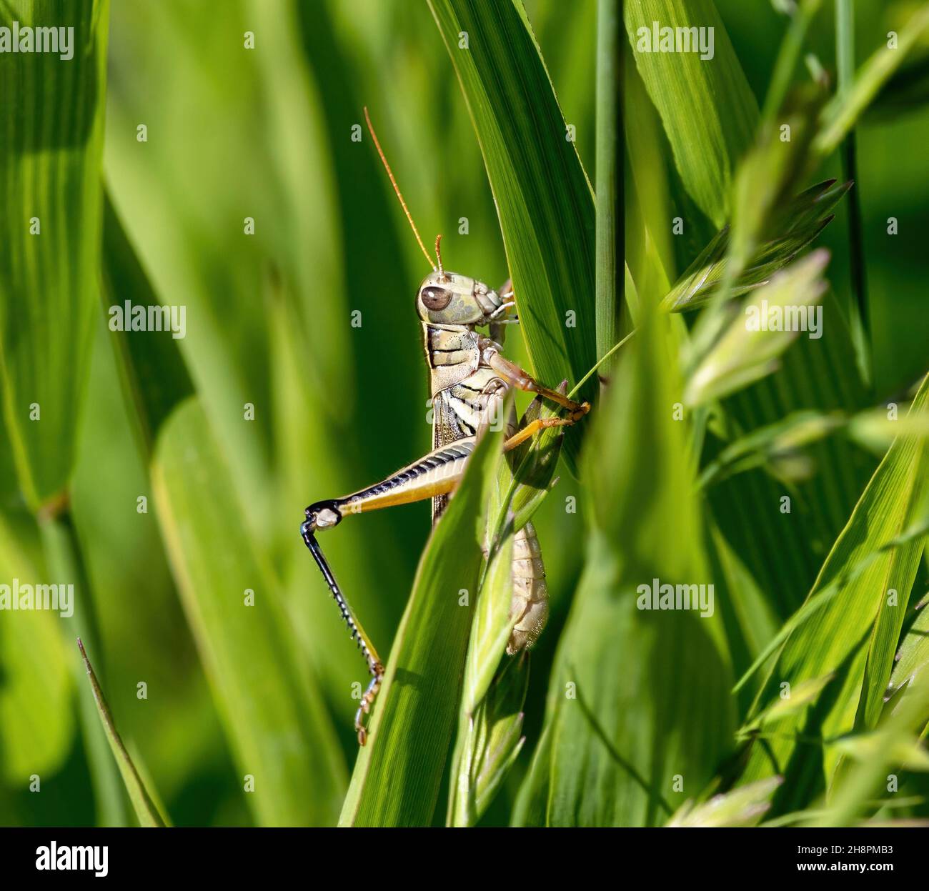 Gros plan d'un grand Grasshopper de la variété à deux rayures au milieu d'une végétation verte luxuriante. Banque D'Images