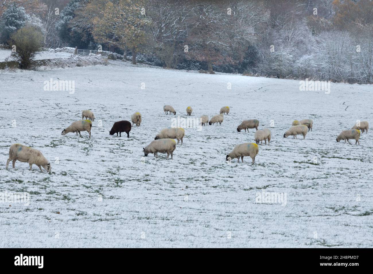 Moutons dans un champ couvert de neige sur une ferme du Yorkshire en Angleterre. Banque D'Images