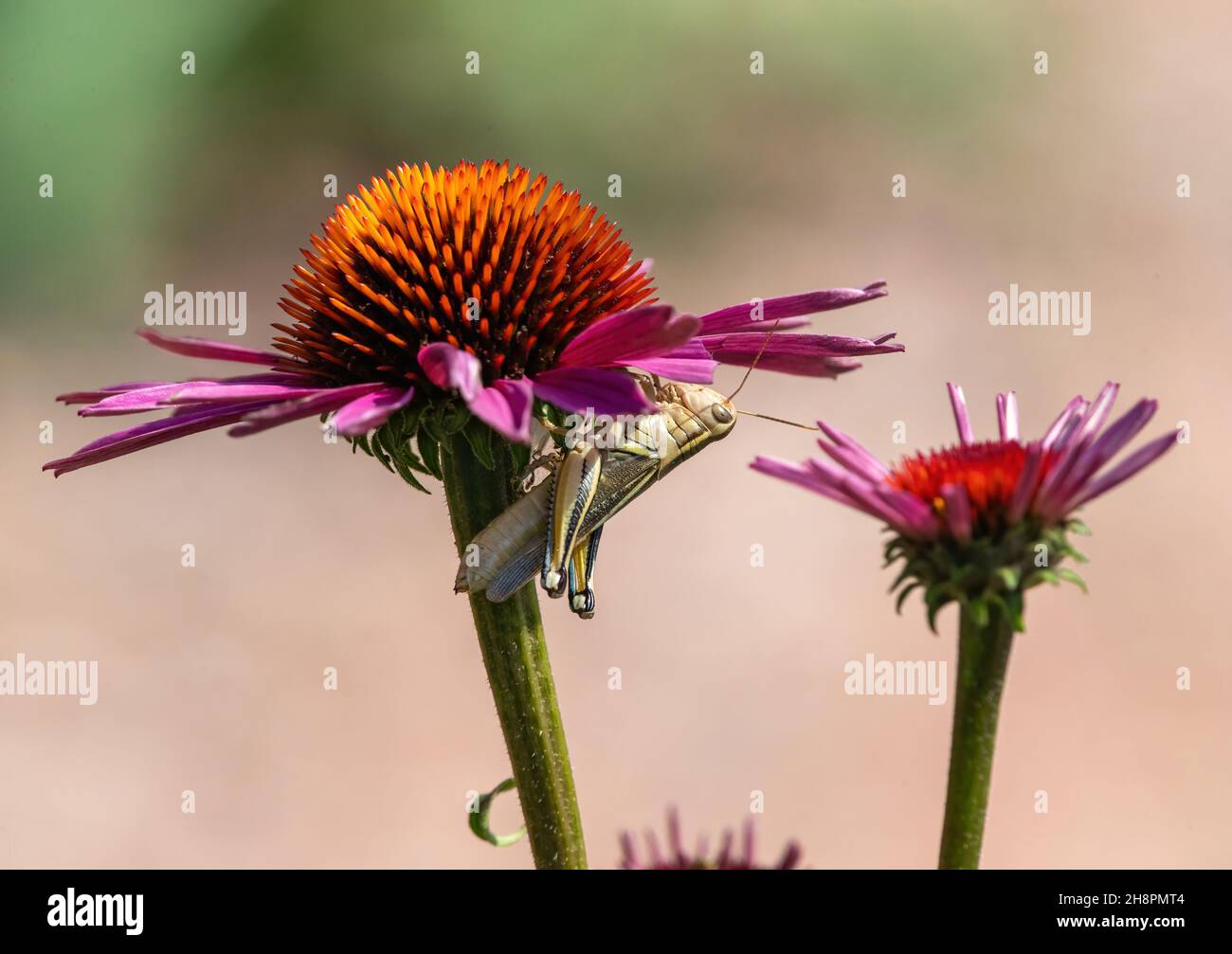 Gros plan d'un grand cabas de la variété à deux rayures, niché sous une fleur rose d'échinacée. Banque D'Images