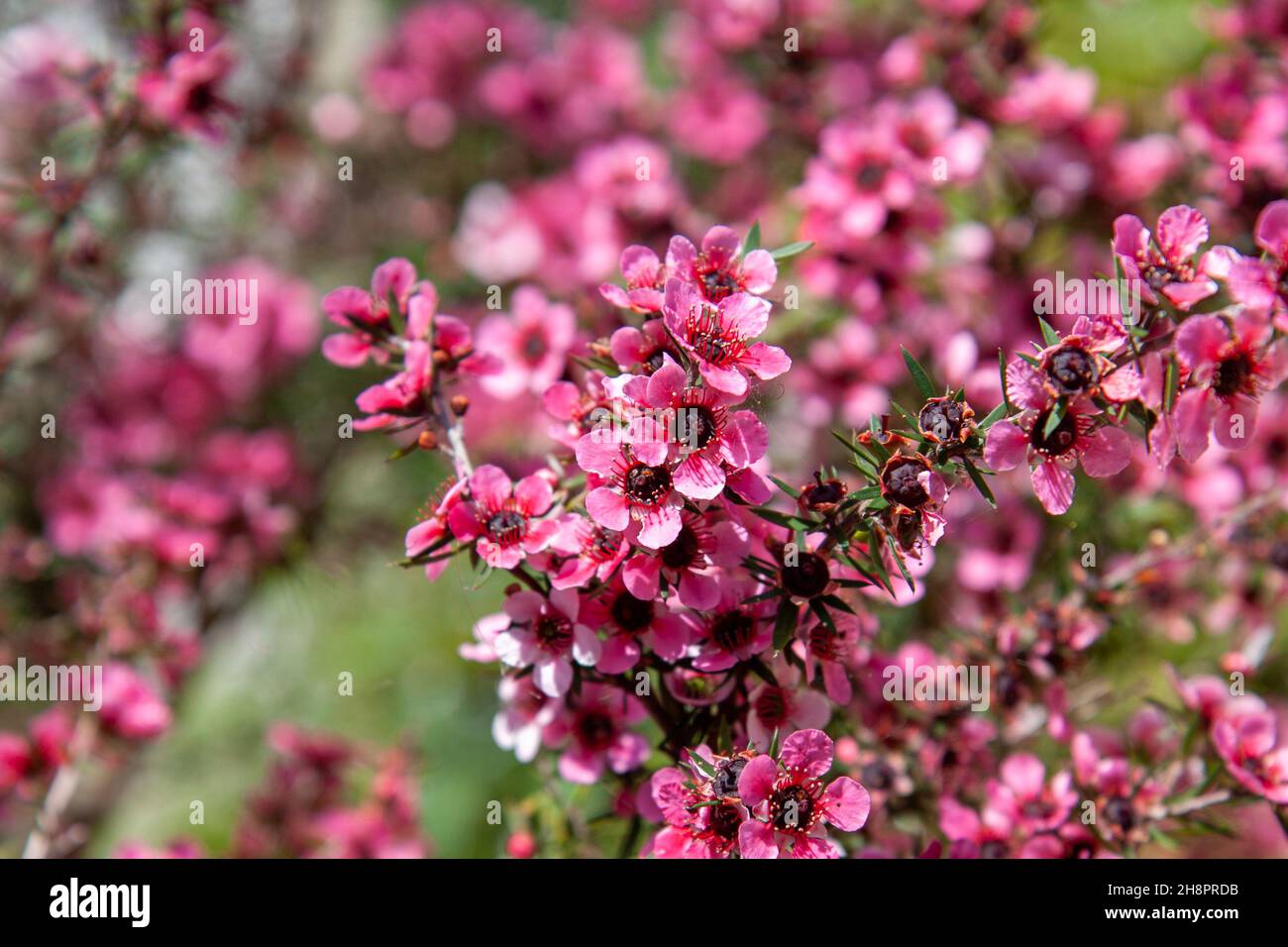 Leptospermum scoparium, fleurs de Manuka rose, gros plan, macro Banque D'Images