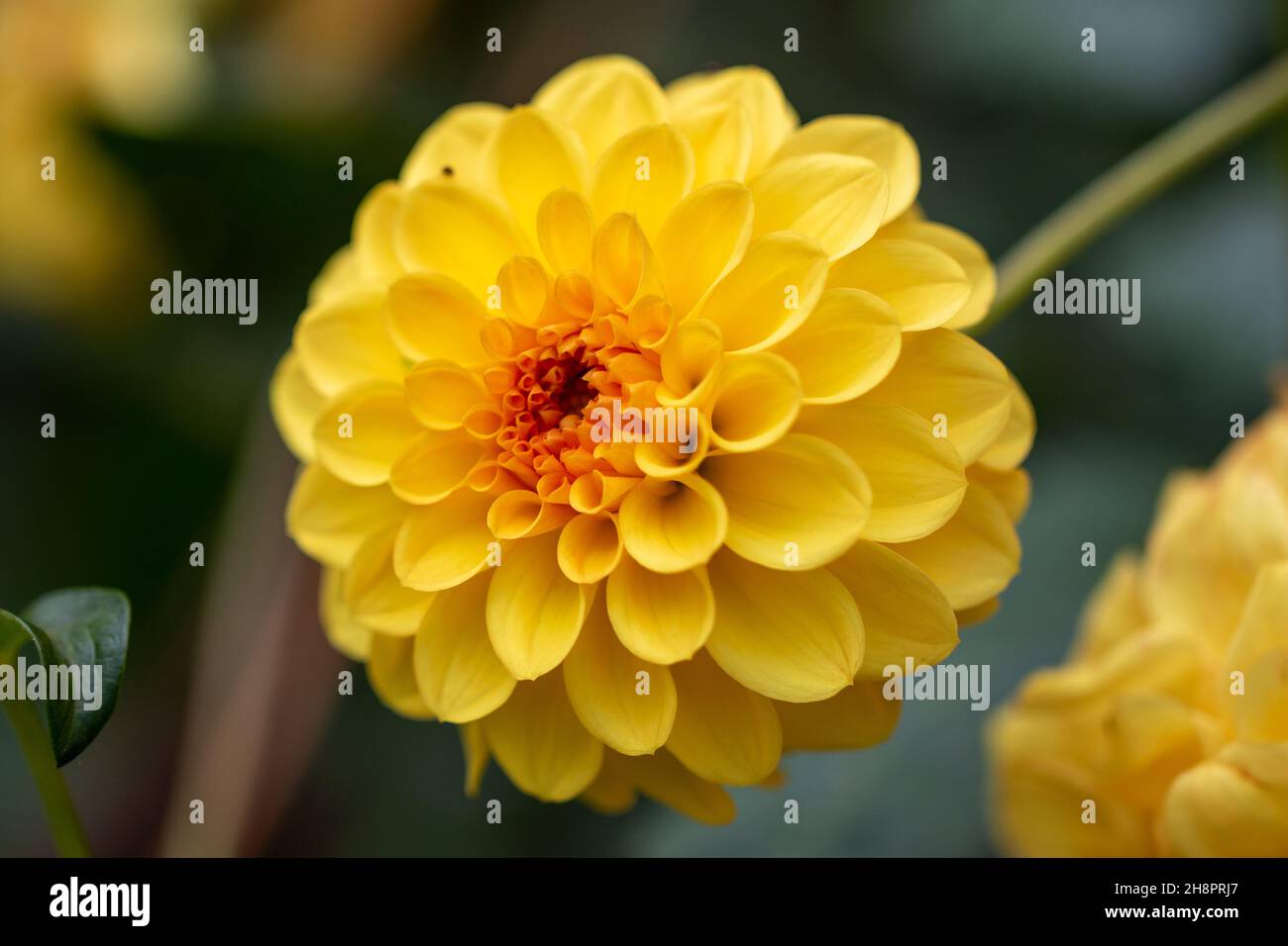Fleur de Dahlia jaune simple, macro de gros plan Banque D'Images