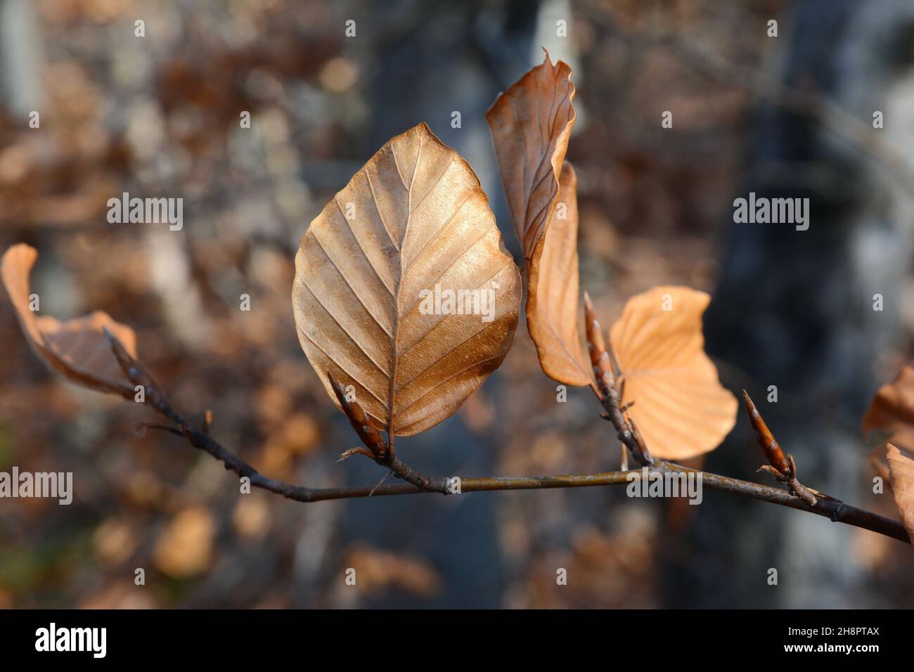 Feuilles de hêtre d'automne.Feuilles de fagus sylvatica en vêtement d'automne. Banque D'Images Feuilles de hêtre d'automne.Feuilles de fagus sylvatica en vêtement d'automne. Banque D'Images