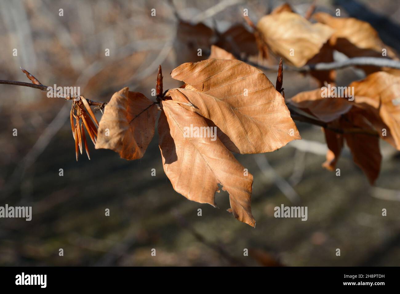 Feuilles de hêtre d'automne.Feuilles de fagus sylvatica en vêtement d'automne. Banque D'Images Feuilles de hêtre d'automne.Feuilles de fagus sylvatica en vêtement d'automne. Banque D'Images