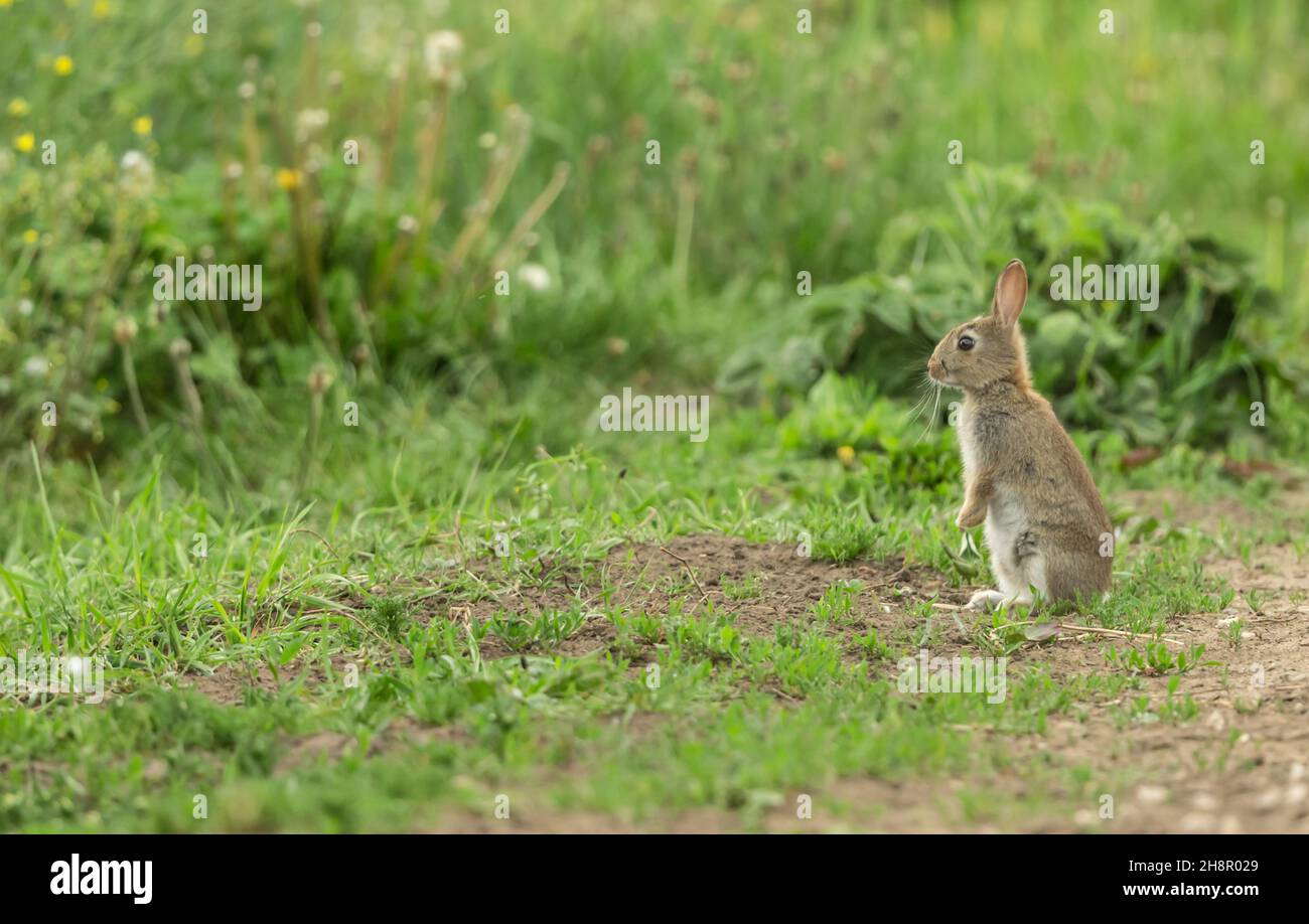 Un jeune lapin sauvage (Oryctolagus cuniculus) s'est assis au bord d'une marge de champ et a été en état de danger dans le North Yorkshire, en Angleterre, Banque D'Images