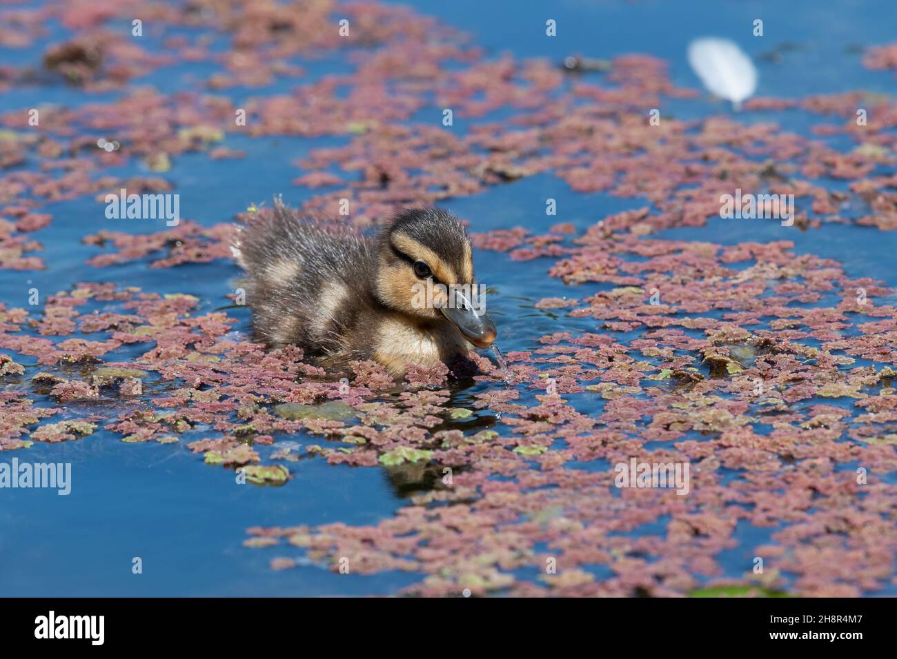 Fermer ujp d'un caneton pallard (anas platyrhnchos) nageant dans l'eau Banque D'Images