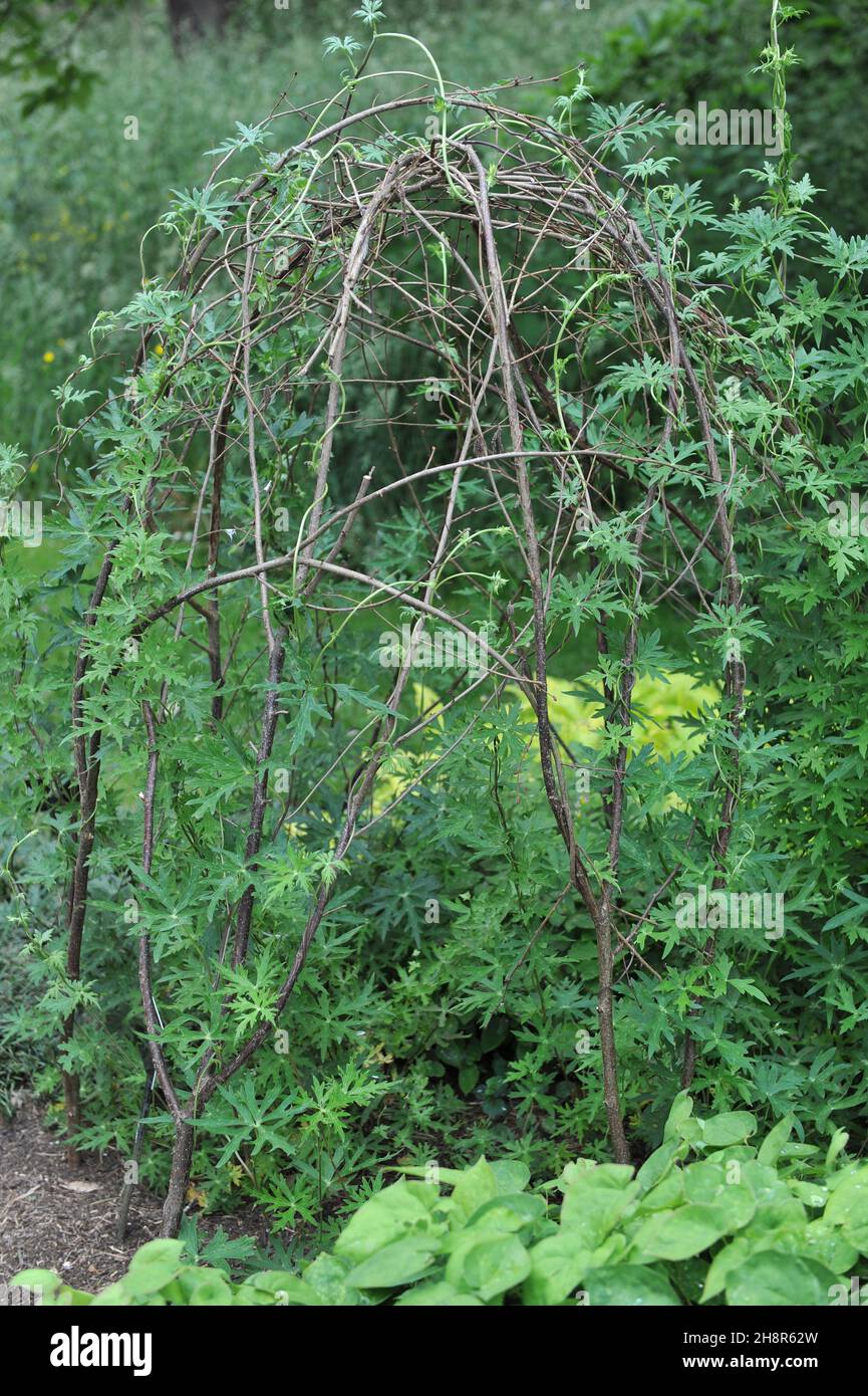 La cagoule de moine grimpant (Aconitum episcopale) monte sur des piquets de bâton dans un jardin en mai Banque D'Images