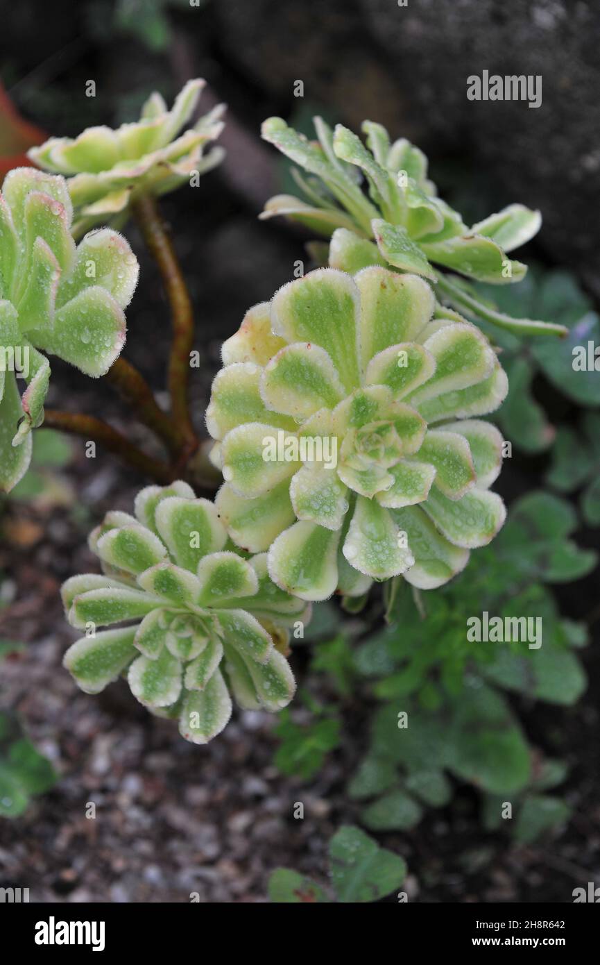 L'aeonium arboreum variégé Variegatum pousse dans un jardin en septembre Banque D'Images