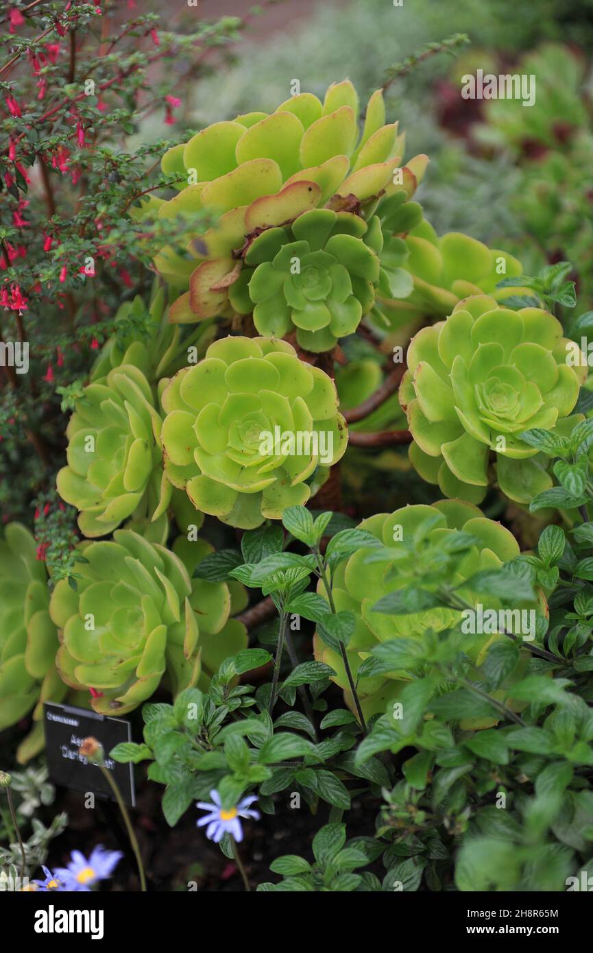 Aeonium Darley Blush grandit dans un jardin en septembre Banque D'Images