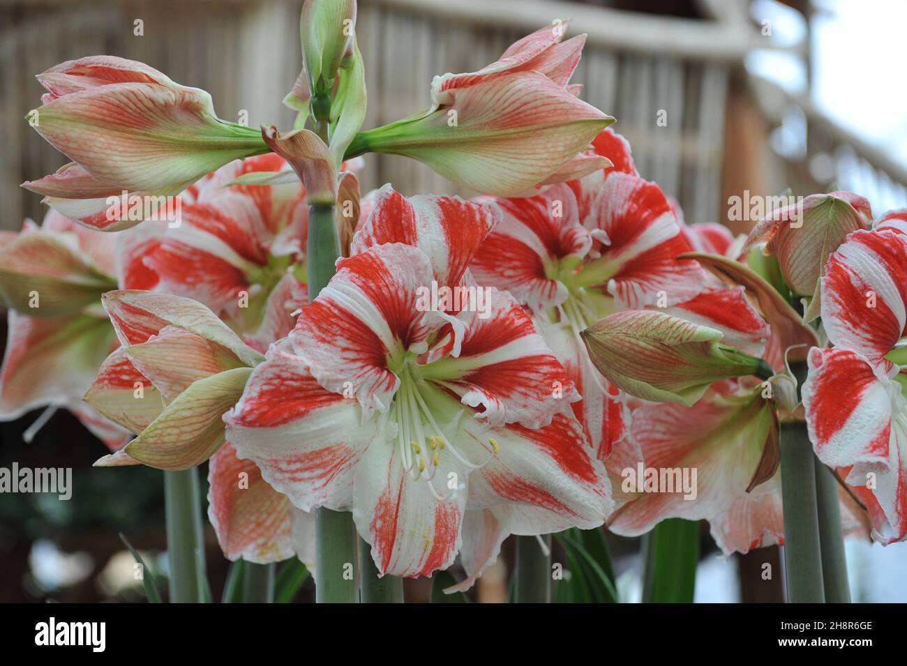 hippeastrum (Amaryllis) rouge et blanc le clown fleurit dans un jardin en avril Banque D'Images