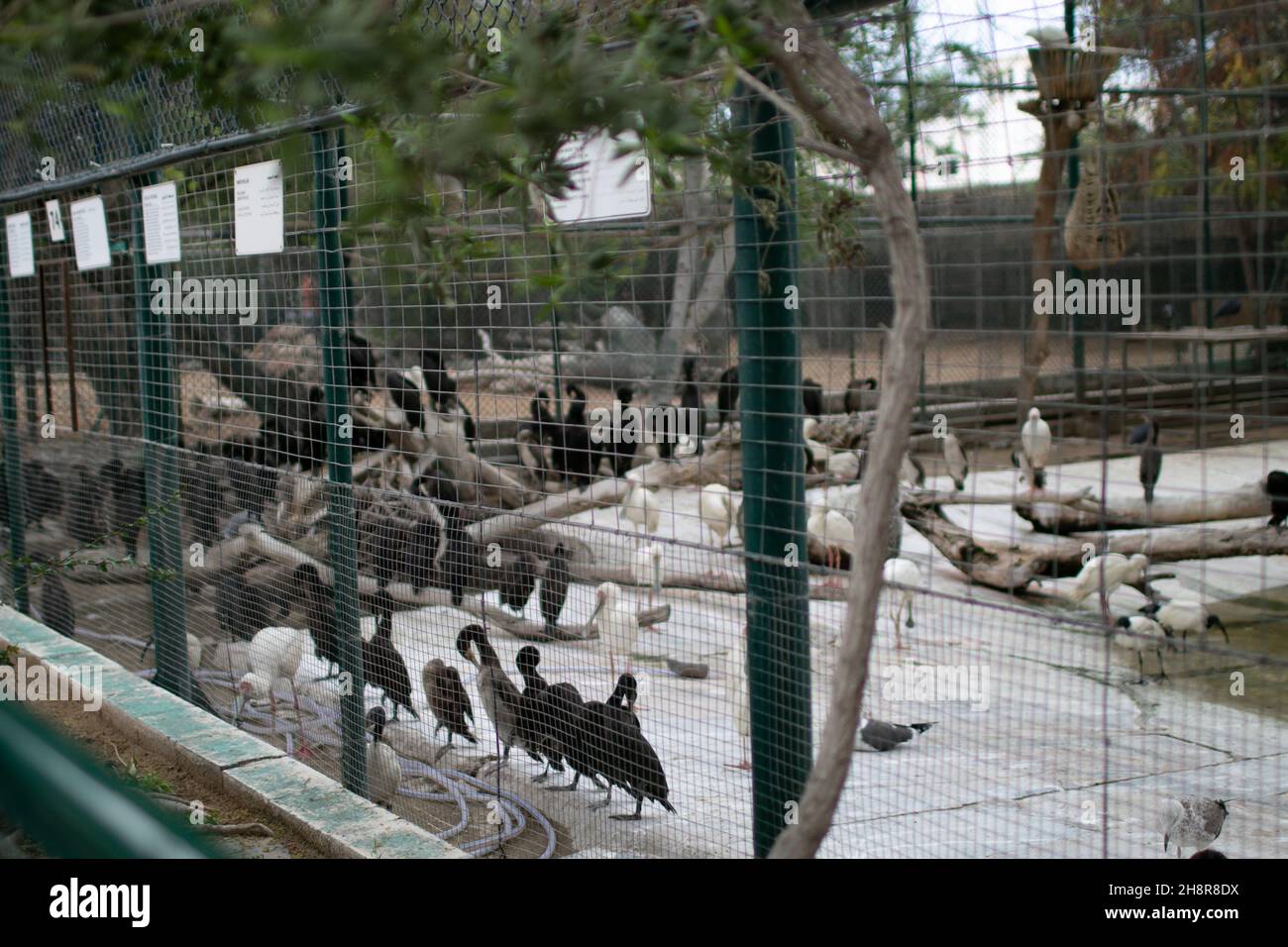 Beaucoup de grands oiseaux sauvages vivent dans une cage de zoo avec des arbres verts Banque D'Images