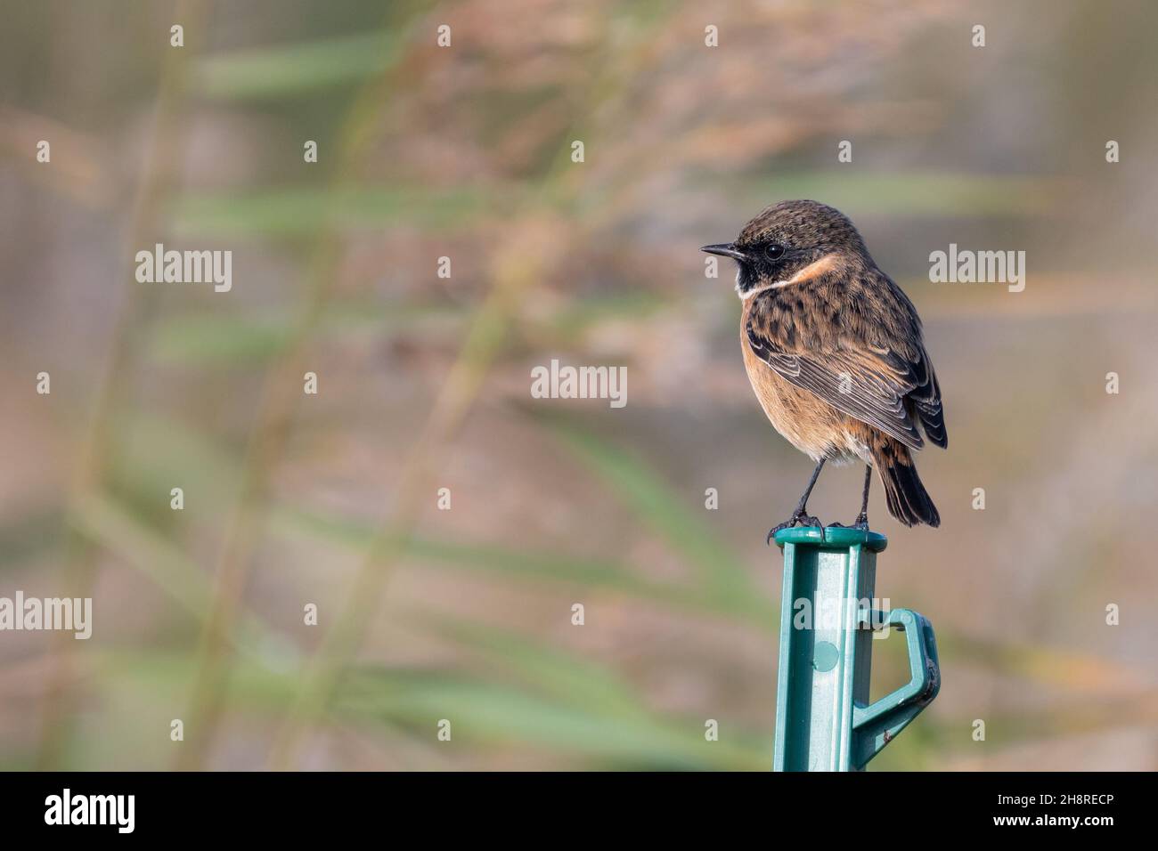 Un mâle de la stonechat européenne (Saxicola rubicola) perché sur un poteau en face des roseaux, Minsmere, Royaume-Uni Banque D'Images