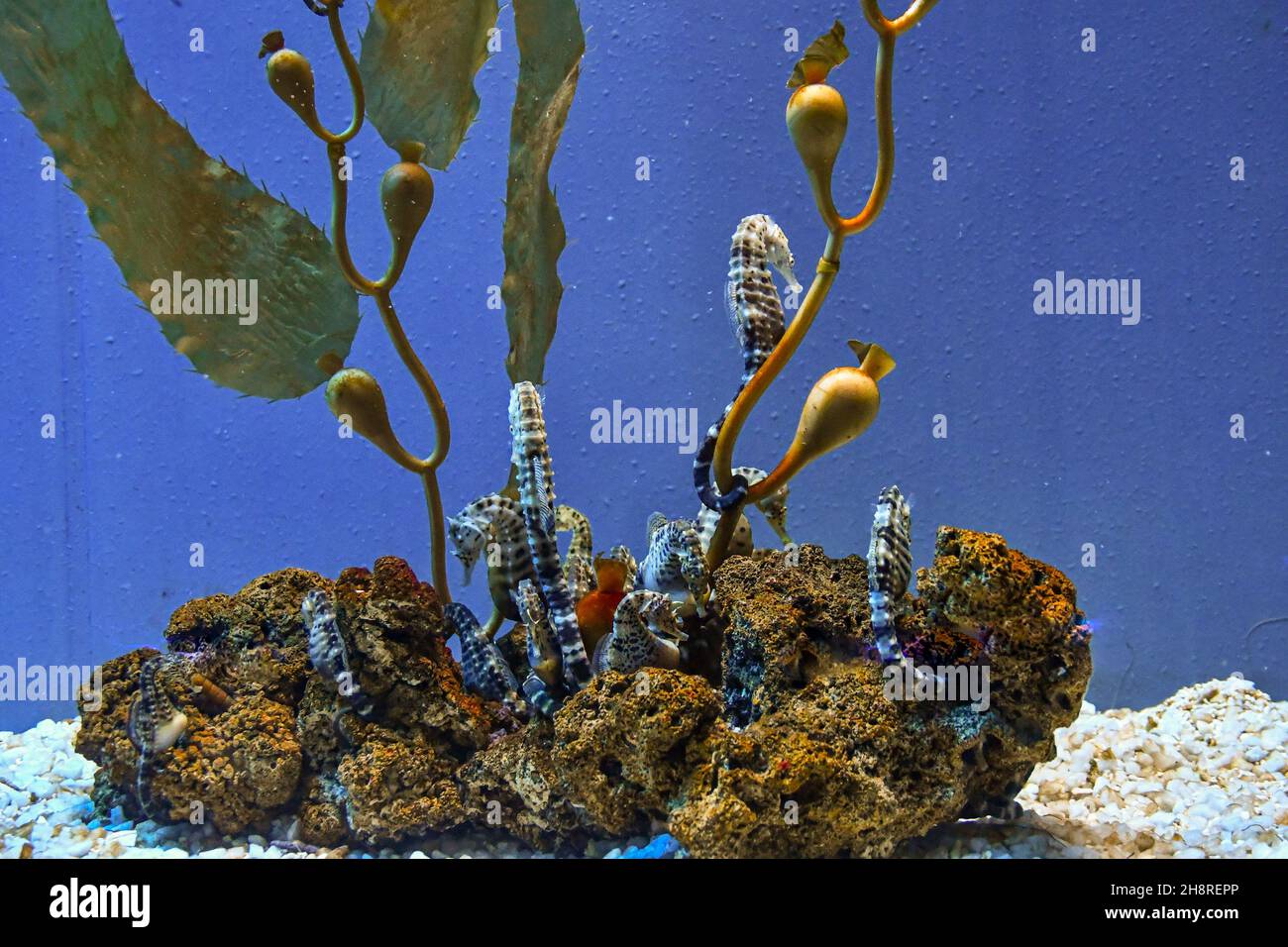Détail des hippocampes (Hippocampe) poissons d'eau salée à l'intérieur de l'Aquarium de Gênes, le plus grand aquarium d'Europe, Ligurie, Italie Banque D'Images