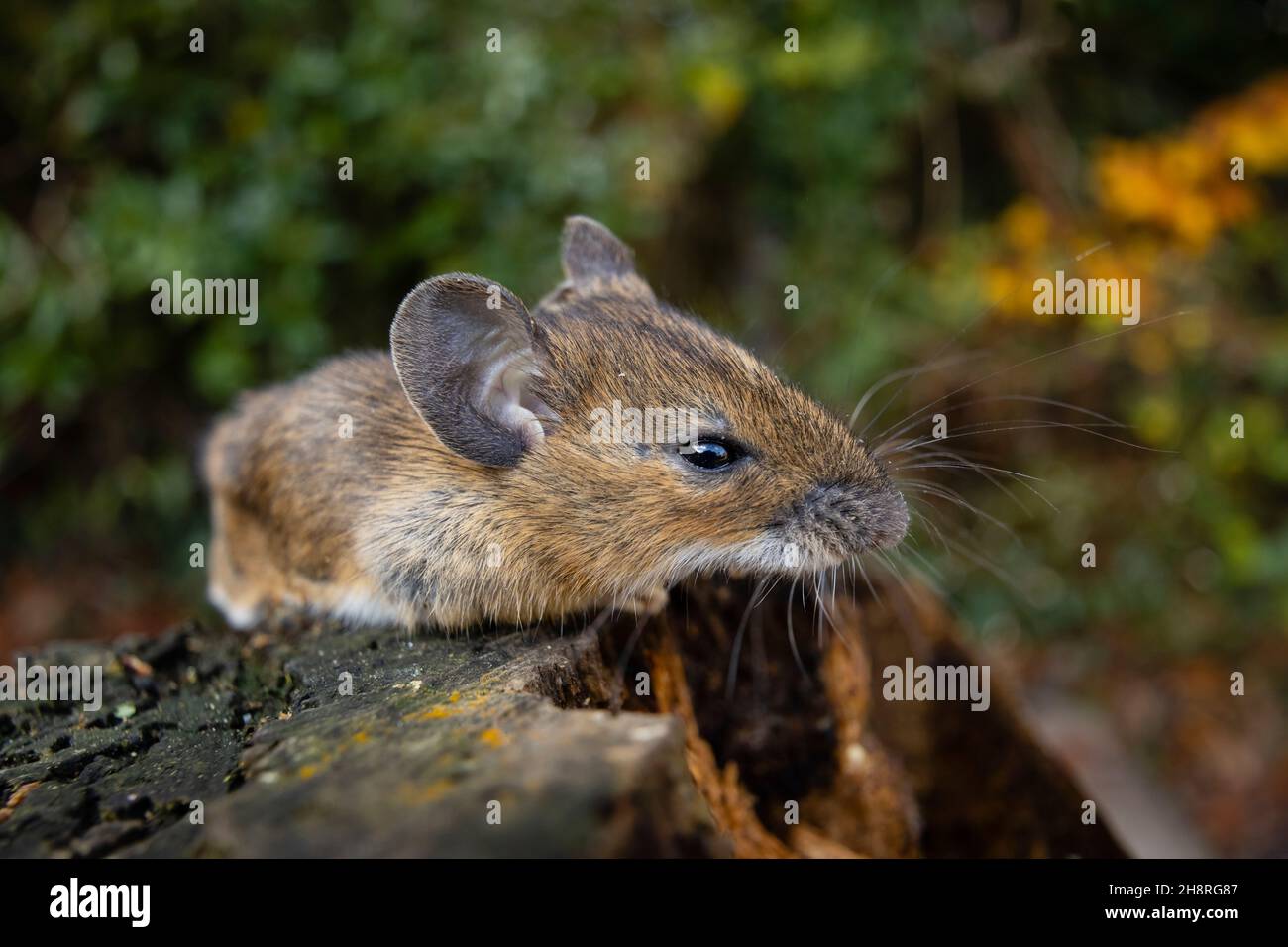 Souris de champ (Apodemus sylvaticus), également souris en bois: Gros plan de la tête avec des whiskers, et nez / museau, photographié dans un jardin à Surrey, se Angleterre Banque D'Images