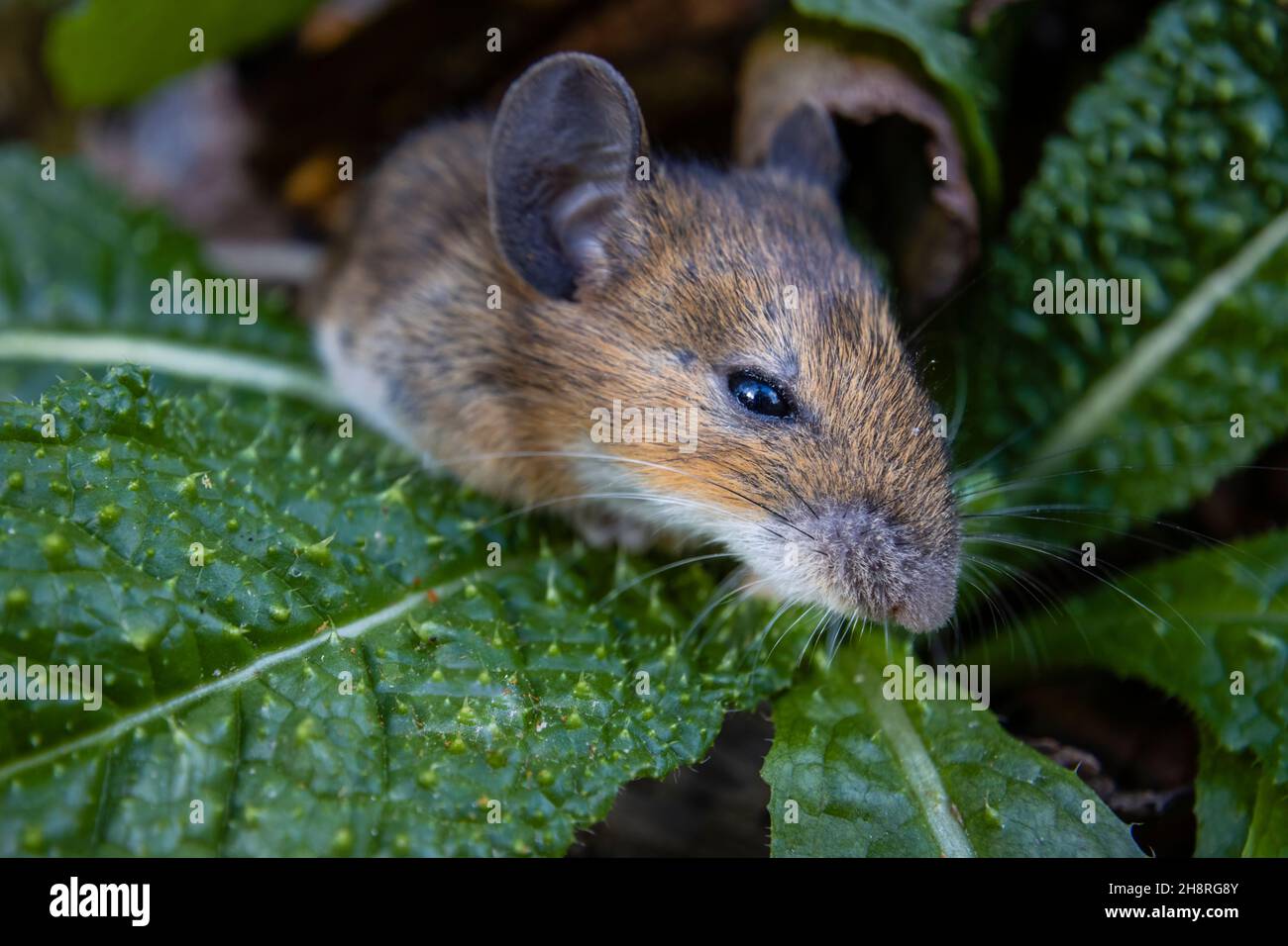 Souris de champ (Apodemus sylvaticus), également souris en bois: Gros plan de la tête avec des whiskers, et nez / museau, photographié dans un jardin à Surrey, se Angleterre Banque D'Images